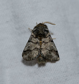 Oak Processionary imago - top view, Heesch, Netherlands Taken on the same night as this observation using a simple light trap on a white blanket:
https://www.jungledragon.com/image/63356/oak_processionary_imago_heesch_netherlands.html
Yet this one being on the cloth instead of the window. I saw 3 individuals of this same species. This one may be missing one antenna. As explained on the other post, this is a notorious pest in the larva stage. This species originally occurs more south, where it has natural enemies and is naturally controlled. This far north, there's no natural enemies (other than blue tit birds). On the light:

https://www.jungledragon.com/image/63377/oak_processionary_imago_-_front_view_heesch_netherlands.html
On cloth:

https://www.jungledragon.com/image/63375/oak_processionary_imago_-_top_view_heesch_netherlands.html Europe,Heesch,Moth Week 2018,Moths,Netherlands,Oak Processionary,Thaumetopoea processionea