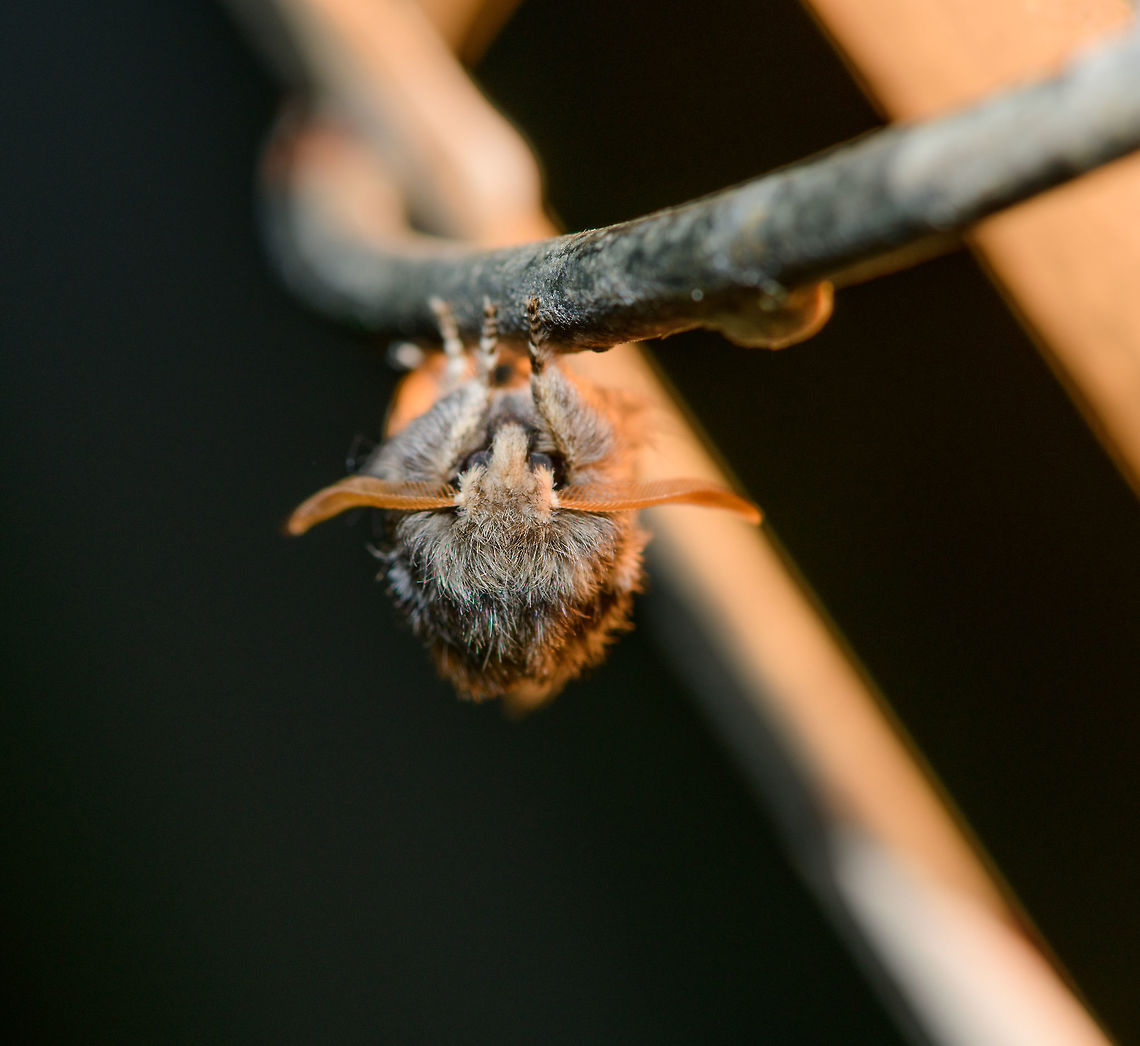Oak Processionary imago - front view, Heesch, Netherlands Front view of the imago of an Oak Processionary moth. Here it is hanging on the steel cage that holds the light I used to attract moths. The light is an old fashioned construction light which is normally used to light up construction sites, for example to continue painting a wall after sunset. There&#039;s a 75W light in it which runs very hot. <br />
<br />
I&#039;m not really sure if this is a good or bad thing regarding moths. This one seemed to like it though. On the window:<br />
<figure class="photo"><a href="https://www.jungledragon.com/image/63356/oak_processionary_imago_heesch_netherlands.html" title="Oak Processionary imago, Heesch, Netherlands"><img src="https://s3.amazonaws.com/media.jungledragon.com/images/2/63356_thumb.jpg?AWSAccessKeyId=05GMT0V3GWVNE7GGM1R2&Expires=1767225610&Signature=RqORe2lwqwFM9sHBwV09fwRpZ%2BA%3D" width="136" height="152" alt="Oak Processionary imago, Heesch, Netherlands This photo is the result of Lisa and Christine putting in motion Moth Week. For the first time, it made me try out a little moth trapping exercise in the garden. An extremely simple setup: white blanket sheet on the wall, illuminated with a strong light. <br />
<br />
My expectations were low. Because the area we live in has many light sources, our garden being small and fully renewed this spring, and very likely I&#039;m using the wrong light (I&#039;ve read success rate dramatically increases with light of a specific wavelength that more closely resembles that of the sun). <br />
<br />
I had a spectacular start. First, I duck-taped the sheet to the wall, but it kept collapsing. Then I used screws to hold it in place. When trying to hang the light on one of the screws, I dropped it, and I cut my thumb on the shatters. Replacing the light bulb after the bleeding, it started to rain. We&#039;ve had a record breaking drought for 2 months, yet at this very moment it started raining, endangering this open electricity that includes a very hot lamp.<br />
<br />
Persisting some more, the rain was gone, and the second I turned on the light and turned of all other lights, immediately this one appears. The morning after, only now do I realize its the infamous Oak Processionary in its adult form. The caterpillar of this moth is considered a severe pest to people, and as soon as they are found, the tree is treated with a fluid poisonous only to this species. Furthermore, blue tit birds, which we have a lot of around the garden, deliver biological pest control.<br />
<br />
Somehow this individual survived all that and made it to adulthood. I respect that. On the light:<br />
https://www.jungledragon.com/image/63377/oak_processionary_imago_-_front_view_heesch_netherlands.html Europe,Heesch,Moth Week 2018,Moths,Netherlands,Oak Processionary,Thaumetopoea processionea" /></a></figure><br />
On cloth:<br />
<br />
<figure class="photo"><a href="https://www.jungledragon.com/image/63375/oak_processionary_imago_-_top_view_heesch_netherlands.html" title="Oak Processionary imago - top view, Heesch, Netherlands"><img src="https://s3.amazonaws.com/media.jungledragon.com/images/2/63375_thumb.jpg?AWSAccessKeyId=05GMT0V3GWVNE7GGM1R2&Expires=1767225610&Signature=58UY9pDLz4wnYe4BO5ZAYplHlwY%3D" width="144" height="152" alt="Oak Processionary imago - top view, Heesch, Netherlands Taken on the same night as this observation using a simple light trap on a white blanket:<br />
https://www.jungledragon.com/image/63356/oak_processionary_imago_heesch_netherlands.html<br />
Yet this one being on the cloth instead of the window. I saw 3 individuals of this same species. This one may be missing one antenna. As explained on the other post, this is a notorious pest in the larva stage. This species originally occurs more south, where it has natural enemies and is naturally controlled. This far north, there&#039;s no natural enemies (other than blue tit birds). On the light:<br />
<br />
https://www.jungledragon.com/image/63377/oak_processionary_imago_-_front_view_heesch_netherlands.html<br />
On cloth:<br />
<br />
https://www.jungledragon.com/image/63375/oak_processionary_imago_-_top_view_heesch_netherlands.html Europe,Heesch,Moth Week 2018,Moths,Netherlands,Oak Processionary,Thaumetopoea processionea" /></a></figure> Europe,Heesch,Moth Week 2018,Moths,Netherlands,Oak Processionary,Thaumetopoea processionea