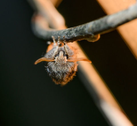 Oak Processionary imago - front view, Heesch, Netherlands Front view of the imago of an Oak Processionary moth. Here it is hanging on the steel cage that holds the light I used to attract moths. The light is an old fashioned construction light which is normally used to light up construction sites, for example to continue painting a wall after sunset. There's a 75W light in it which runs very hot. 

I'm not really sure if this is a good or bad thing regarding moths. This one seemed to like it though. On the window:
https://www.jungledragon.com/image/63356/oak_processionary_imago_heesch_netherlands.html
On cloth:

https://www.jungledragon.com/image/63375/oak_processionary_imago_-_top_view_heesch_netherlands.html Europe,Heesch,Moth Week 2018,Moths,Netherlands,Oak Processionary,Thaumetopoea processionea