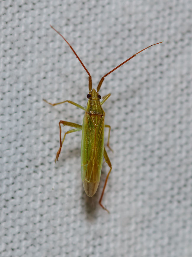 Stenodema calcarata, Heesch, Netherlands A little by-catch of the light trap I set out last night to attract moths. This is a super deep crop, subject is estimated at about 8mm. Europe,Heesch,Netherlands,Stenodema calcarata,World