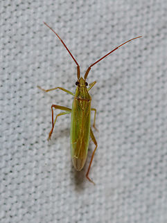 Stenodema calcarata, Heesch, Netherlands A little by-catch of the light trap I set out last night to attract moths. This is a super deep crop, subject is estimated at about 8mm. Europe,Heesch,Netherlands,Stenodema calcarata,World