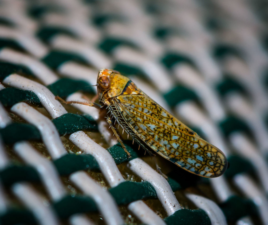 Mosaic leafhopper, Heesch, Netherlands Introduced. One of the cool things of participating in moth week is that I discover all kinds of by-catch, other insects I didn&#039;t know to live in my garden. Such as this gorgeous Mosaic leafhopper. It is tiny, a mere 6mm in size. It is sitting on a stitched chair where I used a ruler to measure on segment at 4mm in length.<br />
<br />
A few angles on a second individual found on the cloth:<br />
<figure class="photo"><a href="https://www.jungledragon.com/image/63404/mosaic_leafhopper_on_cloth_-_front_heesch_netherlands.html" title="Mosaic leafhopper on cloth - front, Heesch, Netherlands"><img src="https://s3.amazonaws.com/media.jungledragon.com/images/2/63404_thumb.jpg?AWSAccessKeyId=05GMT0V3GWVNE7GGM1R2&Expires=1759968010&Signature=u08lSTzNcmasQt1qRZxgf5v6Z18%3D" width="200" height="158" alt="Mosaic leafhopper on cloth - front, Heesch, Netherlands Introduced. One of the cool things of participating in moth week is that I discover all kinds of by-catch, other insects I didn&#039;t know to live in my garden. Such as this gorgeous Mosaic leafhopper. It is tiny, a mere 6mm in size. It is sitting on the white blanket I put up and lit up to attract moths. <br />
<br />
https://www.jungledragon.com/image/63403/mosaic_leafhopper_on_cloth_-_side_heesch_netherlands.html<br />
https://www.jungledragon.com/image/63402/mosaic_leafhopper_on_cloth_-_side_ii_heesch_netherlands.html<br />
https://www.jungledragon.com/image/63401/mosaic_leafhopper_on_cloth_-_left_heesch_netherlands.html<br />
<br />
Different individual found on garden chair:<br />
<br />
https://www.jungledragon.com/image/63400/mosaic_leafhopper_heesch_netherlands.html Europe,Heesch,Mosaic leafhopper,Netherlands,Orientus ishidae,World" /></a></figure><br />
<figure class="photo"><a href="https://www.jungledragon.com/image/63403/mosaic_leafhopper_on_cloth_-_side_heesch_netherlands.html" title="Mosaic leafhopper on cloth - side, Heesch, Netherlands"><img src="https://s3.amazonaws.com/media.jungledragon.com/images/2/63403_thumb.jpg?AWSAccessKeyId=05GMT0V3GWVNE7GGM1R2&Expires=1759968010&Signature=D%2B2awp92Ip1J6XoE1lRp7wQMlO8%3D" width="102" height="152" alt="Mosaic leafhopper on cloth - side, Heesch, Netherlands Introduced. One of the cool things of participating in moth week is that I discover all kinds of by-catch, other insects I didn&#039;t know to live in my garden. Such as this gorgeous Mosaic leafhopper. It is tiny, a mere 6mm in size. It is sitting on the white blanket I put up and lit up to attract moths. <br />
<br />
https://www.jungledragon.com/image/63404/mosaic_leafhopper_on_cloth_-_front_heesch_netherlands.html<br />
https://www.jungledragon.com/image/63402/mosaic_leafhopper_on_cloth_-_side_ii_heesch_netherlands.html<br />
https://www.jungledragon.com/image/63401/mosaic_leafhopper_on_cloth_-_left_heesch_netherlands.html<br />
<br />
Different individual found on garden chair:<br />
<br />
https://www.jungledragon.com/image/63400/mosaic_leafhopper_heesch_netherlands.html Europe,Heesch,Mosaic leafhopper,Netherlands,Orientus ishidae,World" /></a></figure><br />
<figure class="photo"><a href="https://www.jungledragon.com/image/63402/mosaic_leafhopper_on_cloth_-_side_ii_heesch_netherlands.html" title="Mosaic leafhopper on cloth - side II, Heesch, Netherlands"><img src="https://s3.amazonaws.com/media.jungledragon.com/images/2/63402_thumb.jpg?AWSAccessKeyId=05GMT0V3GWVNE7GGM1R2&Expires=1759968010&Signature=MYAyMM3YW%2BlmI7NNupoY3yvPa%2Bo%3D" width="102" height="152" alt="Mosaic leafhopper on cloth - side II, Heesch, Netherlands Introduced. One of the cool things of participating in moth week is that I discover all kinds of by-catch, other insects I didn&#039;t know to live in my garden. Such as this gorgeous Mosaic leafhopper. It is tiny, a mere 6mm in size. It is sitting on the white blanket I put up and lit up to attract moths. <br />
<br />
https://www.jungledragon.com/image/63404/mosaic_leafhopper_on_cloth_-_front_heesch_netherlands.html<br />
https://www.jungledragon.com/image/63403/mosaic_leafhopper_on_cloth_-_side_heesch_netherlands.html<br />
https://www.jungledragon.com/image/63401/mosaic_leafhopper_on_cloth_-_left_heesch_netherlands.html<br />
<br />
<br />
Different individual found on garden chair:<br />
<br />
https://www.jungledragon.com/image/63400/mosaic_leafhopper_heesch_netherlands.html Europe,Heesch,Mosaic leafhopper,Netherlands,Orientus ishidae,World" /></a></figure><br />
<figure class="photo"><a href="https://www.jungledragon.com/image/63401/mosaic_leafhopper_on_cloth_-_left_heesch_netherlands.html" title="Mosaic leafhopper on cloth - left, Heesch, Netherlands"><img src="https://s3.amazonaws.com/media.jungledragon.com/images/2/63401_thumb.jpg?AWSAccessKeyId=05GMT0V3GWVNE7GGM1R2&Expires=1759968010&Signature=CrEOgcxgaT7NRIlESLuJtv%2BKpnU%3D" width="200" height="150" alt="Mosaic leafhopper on cloth - left, Heesch, Netherlands Introduced. One of the cool things of participating in moth week is that I discover all kinds of by-catch, other insects I didn&#039;t know to live in my garden. Such as this gorgeous Mosaic leafhopper. It is tiny, a mere 6mm in size. It is sitting on the white blanket I put up and lit up to attract moths.<br />
<br />
https://www.jungledragon.com/image/63404/mosaic_leafhopper_on_cloth_-_front_heesch_netherlands.html<br />
https://www.jungledragon.com/image/63403/mosaic_leafhopper_on_cloth_-_side_heesch_netherlands.html<br />
https://www.jungledragon.com/image/63402/mosaic_leafhopper_on_cloth_-_side_ii_heesch_netherlands.html<br />
<br />
Different individual found on a garden chair:<br />
<br />
https://www.jungledragon.com/image/63400/mosaic_leafhopper_heesch_netherlands.html Europe,Heesch,Mosaic leafhopper,Netherlands,Orientus ishidae,World" /></a></figure> Europe,Heesch,Netherlands,Orientus ishidae,World