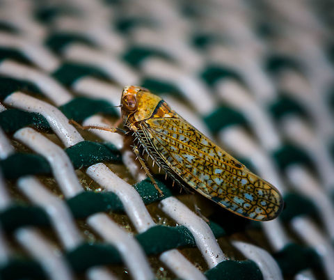 Mosaic leafhopper, Heesch, Netherlands Introduced. One of the cool things of participating in moth week is that I discover all kinds of by-catch, other insects I didn't know to live in my garden. Such as this gorgeous Mosaic leafhopper. It is tiny, a mere 6mm in size. It is sitting on a stitched chair where I used a ruler to measure on segment at 4mm in length.

A few angles on a second individual found on the cloth:
https://www.jungledragon.com/image/63404/mosaic_leafhopper_on_cloth_-_front_heesch_netherlands.html
https://www.jungledragon.com/image/63403/mosaic_leafhopper_on_cloth_-_side_heesch_netherlands.html
https://www.jungledragon.com/image/63402/mosaic_leafhopper_on_cloth_-_side_ii_heesch_netherlands.html
https://www.jungledragon.com/image/63401/mosaic_leafhopper_on_cloth_-_left_heesch_netherlands.html Europe,Heesch,Netherlands,Orientus ishidae,World