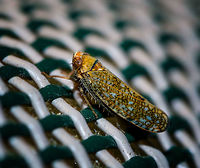 Mosaic leafhopper, Heesch, Netherlands Introduced. One of the cool things of participating in moth week is that I discover all kinds of by-catch, other insects I didn't know to live in my garden. Such as this gorgeous Mosaic leafhopper. It is tiny, a mere 6mm in size. It is sitting on a stitched chair where I used a ruler to measure on segment at 4mm in length.<br />
<br />
A few angles on a second individual found on the cloth:<br />
https://www.jungledragon.com/image/63404/mosaic_leafhopper_on_cloth_-_front_heesch_netherlands.html<br />
https://www.jungledragon.com/image/63403/mosaic_leafhopper_on_cloth_-_side_heesch_netherlands.html<br />
https://www.jungledragon.com/image/63402/mosaic_leafhopper_on_cloth_-_side_ii_heesch_netherlands.html<br />
https://www.jungledragon.com/image/63401/mosaic_leafhopper_on_cloth_-_left_heesch_netherlands.html Europe,Heesch,Netherlands,Orientus ishidae,World