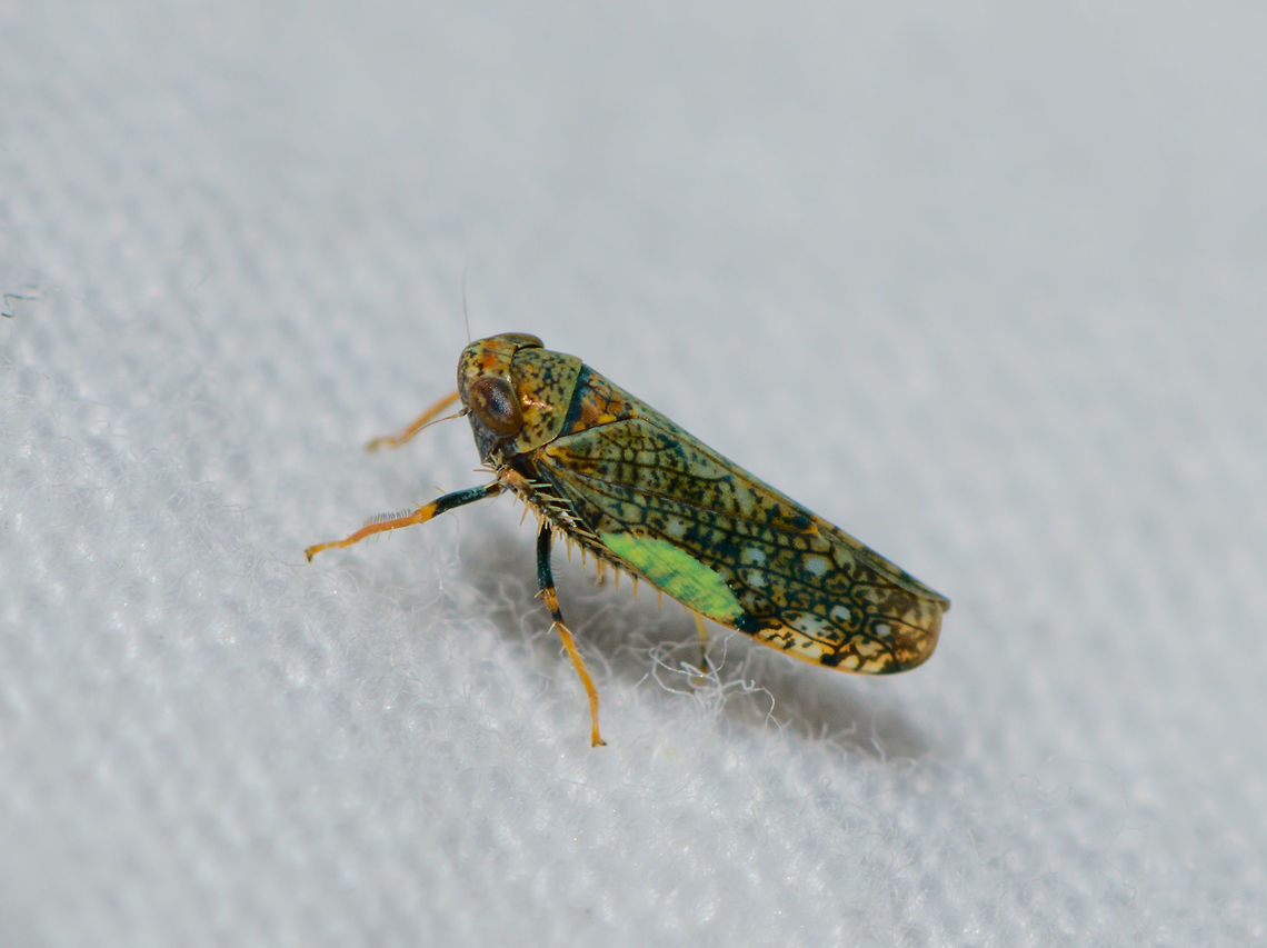 Mosaic leafhopper on cloth - left, Heesch, Netherlands Introduced. One of the cool things of participating in moth week is that I discover all kinds of by-catch, other insects I didn't know to live in my garden. Such as this gorgeous Mosaic leafhopper. It is tiny, a mere 6mm in size. It is sitting on the white blanket I put up and lit up to attract moths.<br />
<br />
<figure class="photo"><a href="https://www.jungledragon.com/image/63404/mosaic_leafhopper_on_cloth_-_front_heesch_netherlands.html" title="Mosaic leafhopper on cloth - front, Heesch, Netherlands"><img src="https://s3.amazonaws.com/media.jungledragon.com/images/2/63404_thumb.jpg?AWSAccessKeyId=05GMT0V3GWVNE7GGM1R2&Expires=1769040010&Signature=O4xw%2BWqlT3sl3s7964h1Tpxco8k%3D" width="200" height="158" alt="Mosaic leafhopper on cloth - front, Heesch, Netherlands Introduced. One of the cool things of participating in moth week is that I discover all kinds of by-catch, other insects I didn't know to live in my garden. Such as this gorgeous Mosaic leafhopper. It is tiny, a mere 6mm in size. It is sitting on the white blanket I put up and lit up to attract moths. <br />
<br />
https://www.jungledragon.com/image/63403/mosaic_leafhopper_on_cloth_-_side_heesch_netherlands.html<br />
https://www.jungledragon.com/image/63402/mosaic_leafhopper_on_cloth_-_side_ii_heesch_netherlands.html<br />
https://www.jungledragon.com/image/63401/mosaic_leafhopper_on_cloth_-_left_heesch_netherlands.html<br />
<br />
Different individual found on garden chair:<br />
<br />
https://www.jungledragon.com/image/63400/mosaic_leafhopper_heesch_netherlands.html Europe,Heesch,Mosaic leafhopper,Netherlands,Orientus ishidae,World" /></a></figure><br />
<figure class="photo"><a href="https://www.jungledragon.com/image/63403/mosaic_leafhopper_on_cloth_-_side_heesch_netherlands.html" title="Mosaic leafhopper on cloth - side, Heesch, Netherlands"><img src="https://s3.amazonaws.com/media.jungledragon.com/images/2/63403_thumb.jpg?AWSAccessKeyId=05GMT0V3GWVNE7GGM1R2&Expires=1769040010&Signature=1vNmApl37G%2F%2FVMCmN1YKQ7vPHaU%3D" width="102" height="152" alt="Mosaic leafhopper on cloth - side, Heesch, Netherlands Introduced. One of the cool things of participating in moth week is that I discover all kinds of by-catch, other insects I didn't know to live in my garden. Such as this gorgeous Mosaic leafhopper. It is tiny, a mere 6mm in size. It is sitting on the white blanket I put up and lit up to attract moths. <br />
<br />
https://www.jungledragon.com/image/63404/mosaic_leafhopper_on_cloth_-_front_heesch_netherlands.html<br />
https://www.jungledragon.com/image/63402/mosaic_leafhopper_on_cloth_-_side_ii_heesch_netherlands.html<br />
https://www.jungledragon.com/image/63401/mosaic_leafhopper_on_cloth_-_left_heesch_netherlands.html<br />
<br />
Different individual found on garden chair:<br />
<br />
https://www.jungledragon.com/image/63400/mosaic_leafhopper_heesch_netherlands.html Europe,Heesch,Mosaic leafhopper,Netherlands,Orientus ishidae,World" /></a></figure><br />
<figure class="photo"><a href="https://www.jungledragon.com/image/63402/mosaic_leafhopper_on_cloth_-_side_ii_heesch_netherlands.html" title="Mosaic leafhopper on cloth - side II, Heesch, Netherlands"><img src="https://s3.amazonaws.com/media.jungledragon.com/images/2/63402_thumb.jpg?AWSAccessKeyId=05GMT0V3GWVNE7GGM1R2&Expires=1769040010&Signature=j10iLFX3swGE5%2F6SEJk5SwhsXHs%3D" width="102" height="152" alt="Mosaic leafhopper on cloth - side II, Heesch, Netherlands Introduced. One of the cool things of participating in moth week is that I discover all kinds of by-catch, other insects I didn't know to live in my garden. Such as this gorgeous Mosaic leafhopper. It is tiny, a mere 6mm in size. It is sitting on the white blanket I put up and lit up to attract moths. <br />
<br />
https://www.jungledragon.com/image/63404/mosaic_leafhopper_on_cloth_-_front_heesch_netherlands.html<br />
https://www.jungledragon.com/image/63403/mosaic_leafhopper_on_cloth_-_side_heesch_netherlands.html<br />
https://www.jungledragon.com/image/63401/mosaic_leafhopper_on_cloth_-_left_heesch_netherlands.html<br />
<br />
<br />
Different individual found on garden chair:<br />
<br />
https://www.jungledragon.com/image/63400/mosaic_leafhopper_heesch_netherlands.html Europe,Heesch,Mosaic leafhopper,Netherlands,Orientus ishidae,World" /></a></figure><br />
<br />
Different individual found on a garden chair:<br />
<br />
<figure class="photo"><a href="https://www.jungledragon.com/image/63400/mosaic_leafhopper_heesch_netherlands.html" title="Mosaic leafhopper, Heesch, Netherlands"><img src="https://s3.amazonaws.com/media.jungledragon.com/images/2/63400_thumb.jpg?AWSAccessKeyId=05GMT0V3GWVNE7GGM1R2&Expires=1769040010&Signature=X%2FupBOoufWCI3LAvL0lc%2FYaVJCw%3D" width="200" height="168" alt="Mosaic leafhopper, Heesch, Netherlands Introduced. One of the cool things of participating in moth week is that I discover all kinds of by-catch, other insects I didn't know to live in my garden. Such as this gorgeous Mosaic leafhopper. It is tiny, a mere 6mm in size. It is sitting on a stitched chair where I used a ruler to measure on segment at 4mm in length.<br />
<br />
A few angles on a second individual found on the cloth:<br />
https://www.jungledragon.com/image/63404/mosaic_leafhopper_on_cloth_-_front_heesch_netherlands.html<br />
https://www.jungledragon.com/image/63403/mosaic_leafhopper_on_cloth_-_side_heesch_netherlands.html<br />
https://www.jungledragon.com/image/63402/mosaic_leafhopper_on_cloth_-_side_ii_heesch_netherlands.html<br />
https://www.jungledragon.com/image/63401/mosaic_leafhopper_on_cloth_-_left_heesch_netherlands.html Europe,Heesch,Netherlands,Orientus ishidae,World" /></a></figure> Europe,Heesch,Mosaic leafhopper,Netherlands,Orientus ishidae,World