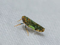 Mosaic leafhopper on cloth - left, Heesch, Netherlands Introduced. One of the cool things of participating in moth week is that I discover all kinds of by-catch, other insects I didn't know to live in my garden. Such as this gorgeous Mosaic leafhopper. It is tiny, a mere 6mm in size. It is sitting on the white blanket I put up and lit up to attract moths.<br />
<br />
https://www.jungledragon.com/image/63404/mosaic_leafhopper_on_cloth_-_front_heesch_netherlands.html<br />
https://www.jungledragon.com/image/63403/mosaic_leafhopper_on_cloth_-_side_heesch_netherlands.html<br />
https://www.jungledragon.com/image/63402/mosaic_leafhopper_on_cloth_-_side_ii_heesch_netherlands.html<br />
<br />
Different individual found on a garden chair:<br />
<br />
https://www.jungledragon.com/image/63400/mosaic_leafhopper_heesch_netherlands.html Europe,Heesch,Mosaic leafhopper,Netherlands,Orientus ishidae,World