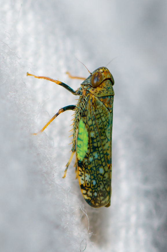 Mosaic leafhopper on cloth - side II, Heesch, Netherlands Introduced. One of the cool things of participating in moth week is that I discover all kinds of by-catch, other insects I didn&#039;t know to live in my garden. Such as this gorgeous Mosaic leafhopper. It is tiny, a mere 6mm in size. It is sitting on the white blanket I put up and lit up to attract moths. <br />
<br />
<figure class="photo"><a href="https://www.jungledragon.com/image/63404/mosaic_leafhopper_on_cloth_-_front_heesch_netherlands.html" title="Mosaic leafhopper on cloth - front, Heesch, Netherlands"><img src="https://s3.amazonaws.com/media.jungledragon.com/images/2/63404_thumb.jpg?AWSAccessKeyId=05GMT0V3GWVNE7GGM1R2&Expires=1767225610&Signature=QGaWbHPphq5ChpDB1CzRnOGSVyE%3D" width="200" height="158" alt="Mosaic leafhopper on cloth - front, Heesch, Netherlands Introduced. One of the cool things of participating in moth week is that I discover all kinds of by-catch, other insects I didn&#039;t know to live in my garden. Such as this gorgeous Mosaic leafhopper. It is tiny, a mere 6mm in size. It is sitting on the white blanket I put up and lit up to attract moths. <br />
<br />
https://www.jungledragon.com/image/63403/mosaic_leafhopper_on_cloth_-_side_heesch_netherlands.html<br />
https://www.jungledragon.com/image/63402/mosaic_leafhopper_on_cloth_-_side_ii_heesch_netherlands.html<br />
https://www.jungledragon.com/image/63401/mosaic_leafhopper_on_cloth_-_left_heesch_netherlands.html<br />
<br />
Different individual found on garden chair:<br />
<br />
https://www.jungledragon.com/image/63400/mosaic_leafhopper_heesch_netherlands.html Europe,Heesch,Mosaic leafhopper,Netherlands,Orientus ishidae,World" /></a></figure><br />
<figure class="photo"><a href="https://www.jungledragon.com/image/63403/mosaic_leafhopper_on_cloth_-_side_heesch_netherlands.html" title="Mosaic leafhopper on cloth - side, Heesch, Netherlands"><img src="https://s3.amazonaws.com/media.jungledragon.com/images/2/63403_thumb.jpg?AWSAccessKeyId=05GMT0V3GWVNE7GGM1R2&Expires=1767225610&Signature=76dsPjnVrJb1RsiDcCt9idzIpNU%3D" width="102" height="152" alt="Mosaic leafhopper on cloth - side, Heesch, Netherlands Introduced. One of the cool things of participating in moth week is that I discover all kinds of by-catch, other insects I didn&#039;t know to live in my garden. Such as this gorgeous Mosaic leafhopper. It is tiny, a mere 6mm in size. It is sitting on the white blanket I put up and lit up to attract moths. <br />
<br />
https://www.jungledragon.com/image/63404/mosaic_leafhopper_on_cloth_-_front_heesch_netherlands.html<br />
https://www.jungledragon.com/image/63402/mosaic_leafhopper_on_cloth_-_side_ii_heesch_netherlands.html<br />
https://www.jungledragon.com/image/63401/mosaic_leafhopper_on_cloth_-_left_heesch_netherlands.html<br />
<br />
Different individual found on garden chair:<br />
<br />
https://www.jungledragon.com/image/63400/mosaic_leafhopper_heesch_netherlands.html Europe,Heesch,Mosaic leafhopper,Netherlands,Orientus ishidae,World" /></a></figure><br />
<figure class="photo"><a href="https://www.jungledragon.com/image/63401/mosaic_leafhopper_on_cloth_-_left_heesch_netherlands.html" title="Mosaic leafhopper on cloth - left, Heesch, Netherlands"><img src="https://s3.amazonaws.com/media.jungledragon.com/images/2/63401_thumb.jpg?AWSAccessKeyId=05GMT0V3GWVNE7GGM1R2&Expires=1767225610&Signature=Gz65VyuO6D4AUugwb3nznz040po%3D" width="200" height="150" alt="Mosaic leafhopper on cloth - left, Heesch, Netherlands Introduced. One of the cool things of participating in moth week is that I discover all kinds of by-catch, other insects I didn&#039;t know to live in my garden. Such as this gorgeous Mosaic leafhopper. It is tiny, a mere 6mm in size. It is sitting on the white blanket I put up and lit up to attract moths.<br />
<br />
https://www.jungledragon.com/image/63404/mosaic_leafhopper_on_cloth_-_front_heesch_netherlands.html<br />
https://www.jungledragon.com/image/63403/mosaic_leafhopper_on_cloth_-_side_heesch_netherlands.html<br />
https://www.jungledragon.com/image/63402/mosaic_leafhopper_on_cloth_-_side_ii_heesch_netherlands.html<br />
<br />
Different individual found on a garden chair:<br />
<br />
https://www.jungledragon.com/image/63400/mosaic_leafhopper_heesch_netherlands.html Europe,Heesch,Mosaic leafhopper,Netherlands,Orientus ishidae,World" /></a></figure><br />
<br />
<br />
Different individual found on garden chair:<br />
<br />
<figure class="photo"><a href="https://www.jungledragon.com/image/63400/mosaic_leafhopper_heesch_netherlands.html" title="Mosaic leafhopper, Heesch, Netherlands"><img src="https://s3.amazonaws.com/media.jungledragon.com/images/2/63400_thumb.jpg?AWSAccessKeyId=05GMT0V3GWVNE7GGM1R2&Expires=1767225610&Signature=qWj3gC%2FEkksct7ZcE%2FTO6v8uWZc%3D" width="200" height="168" alt="Mosaic leafhopper, Heesch, Netherlands Introduced. One of the cool things of participating in moth week is that I discover all kinds of by-catch, other insects I didn&#039;t know to live in my garden. Such as this gorgeous Mosaic leafhopper. It is tiny, a mere 6mm in size. It is sitting on a stitched chair where I used a ruler to measure on segment at 4mm in length.<br />
<br />
A few angles on a second individual found on the cloth:<br />
https://www.jungledragon.com/image/63404/mosaic_leafhopper_on_cloth_-_front_heesch_netherlands.html<br />
https://www.jungledragon.com/image/63403/mosaic_leafhopper_on_cloth_-_side_heesch_netherlands.html<br />
https://www.jungledragon.com/image/63402/mosaic_leafhopper_on_cloth_-_side_ii_heesch_netherlands.html<br />
https://www.jungledragon.com/image/63401/mosaic_leafhopper_on_cloth_-_left_heesch_netherlands.html Europe,Heesch,Netherlands,Orientus ishidae,World" /></a></figure> Europe,Heesch,Mosaic leafhopper,Netherlands,Orientus ishidae,World