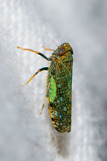 Mosaic leafhopper on cloth - side II, Heesch, Netherlands Introduced. One of the cool things of participating in moth week is that I discover all kinds of by-catch, other insects I didn't know to live in my garden. Such as this gorgeous Mosaic leafhopper. It is tiny, a mere 6mm in size. It is sitting on the white blanket I put up and lit up to attract moths. 

https://www.jungledragon.com/image/63404/mosaic_leafhopper_on_cloth_-_front_heesch_netherlands.html
https://www.jungledragon.com/image/63403/mosaic_leafhopper_on_cloth_-_side_heesch_netherlands.html
https://www.jungledragon.com/image/63401/mosaic_leafhopper_on_cloth_-_left_heesch_netherlands.html


Different individual found on garden chair:

https://www.jungledragon.com/image/63400/mosaic_leafhopper_heesch_netherlands.html Europe,Heesch,Mosaic leafhopper,Netherlands,Orientus ishidae,World