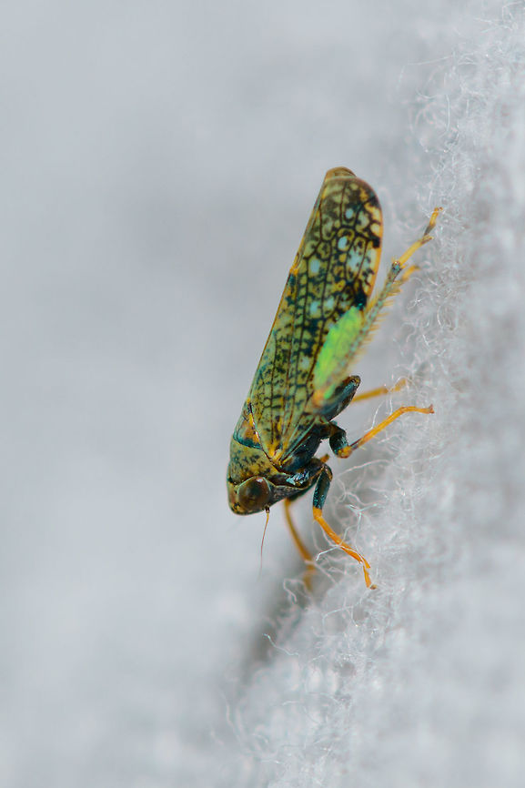 Mosaic leafhopper on cloth - side, Heesch, Netherlands Introduced. One of the cool things of participating in moth week is that I discover all kinds of by-catch, other insects I didn't know to live in my garden. Such as this gorgeous Mosaic leafhopper. It is tiny, a mere 6mm in size. It is sitting on the white blanket I put up and lit up to attract moths. <br />
<br />
<figure class="photo"><a href="https://www.jungledragon.com/image/63404/mosaic_leafhopper_on_cloth_-_front_heesch_netherlands.html" title="Mosaic leafhopper on cloth - front, Heesch, Netherlands"><img src="https://s3.amazonaws.com/media.jungledragon.com/images/2/63404_thumb.jpg?AWSAccessKeyId=05GMT0V3GWVNE7GGM1R2&Expires=1769040010&Signature=O4xw%2BWqlT3sl3s7964h1Tpxco8k%3D" width="200" height="158" alt="Mosaic leafhopper on cloth - front, Heesch, Netherlands Introduced. One of the cool things of participating in moth week is that I discover all kinds of by-catch, other insects I didn't know to live in my garden. Such as this gorgeous Mosaic leafhopper. It is tiny, a mere 6mm in size. It is sitting on the white blanket I put up and lit up to attract moths. <br />
<br />
https://www.jungledragon.com/image/63403/mosaic_leafhopper_on_cloth_-_side_heesch_netherlands.html<br />
https://www.jungledragon.com/image/63402/mosaic_leafhopper_on_cloth_-_side_ii_heesch_netherlands.html<br />
https://www.jungledragon.com/image/63401/mosaic_leafhopper_on_cloth_-_left_heesch_netherlands.html<br />
<br />
Different individual found on garden chair:<br />
<br />
https://www.jungledragon.com/image/63400/mosaic_leafhopper_heesch_netherlands.html Europe,Heesch,Mosaic leafhopper,Netherlands,Orientus ishidae,World" /></a></figure><br />
<figure class="photo"><a href="https://www.jungledragon.com/image/63402/mosaic_leafhopper_on_cloth_-_side_ii_heesch_netherlands.html" title="Mosaic leafhopper on cloth - side II, Heesch, Netherlands"><img src="https://s3.amazonaws.com/media.jungledragon.com/images/2/63402_thumb.jpg?AWSAccessKeyId=05GMT0V3GWVNE7GGM1R2&Expires=1769040010&Signature=j10iLFX3swGE5%2F6SEJk5SwhsXHs%3D" width="102" height="152" alt="Mosaic leafhopper on cloth - side II, Heesch, Netherlands Introduced. One of the cool things of participating in moth week is that I discover all kinds of by-catch, other insects I didn't know to live in my garden. Such as this gorgeous Mosaic leafhopper. It is tiny, a mere 6mm in size. It is sitting on the white blanket I put up and lit up to attract moths. <br />
<br />
https://www.jungledragon.com/image/63404/mosaic_leafhopper_on_cloth_-_front_heesch_netherlands.html<br />
https://www.jungledragon.com/image/63403/mosaic_leafhopper_on_cloth_-_side_heesch_netherlands.html<br />
https://www.jungledragon.com/image/63401/mosaic_leafhopper_on_cloth_-_left_heesch_netherlands.html<br />
<br />
<br />
Different individual found on garden chair:<br />
<br />
https://www.jungledragon.com/image/63400/mosaic_leafhopper_heesch_netherlands.html Europe,Heesch,Mosaic leafhopper,Netherlands,Orientus ishidae,World" /></a></figure><br />
<figure class="photo"><a href="https://www.jungledragon.com/image/63401/mosaic_leafhopper_on_cloth_-_left_heesch_netherlands.html" title="Mosaic leafhopper on cloth - left, Heesch, Netherlands"><img src="https://s3.amazonaws.com/media.jungledragon.com/images/2/63401_thumb.jpg?AWSAccessKeyId=05GMT0V3GWVNE7GGM1R2&Expires=1769040010&Signature=lysWfpJAGI2LJpMbwaIJPJIb7sg%3D" width="200" height="150" alt="Mosaic leafhopper on cloth - left, Heesch, Netherlands Introduced. One of the cool things of participating in moth week is that I discover all kinds of by-catch, other insects I didn't know to live in my garden. Such as this gorgeous Mosaic leafhopper. It is tiny, a mere 6mm in size. It is sitting on the white blanket I put up and lit up to attract moths.<br />
<br />
https://www.jungledragon.com/image/63404/mosaic_leafhopper_on_cloth_-_front_heesch_netherlands.html<br />
https://www.jungledragon.com/image/63403/mosaic_leafhopper_on_cloth_-_side_heesch_netherlands.html<br />
https://www.jungledragon.com/image/63402/mosaic_leafhopper_on_cloth_-_side_ii_heesch_netherlands.html<br />
<br />
Different individual found on a garden chair:<br />
<br />
https://www.jungledragon.com/image/63400/mosaic_leafhopper_heesch_netherlands.html Europe,Heesch,Mosaic leafhopper,Netherlands,Orientus ishidae,World" /></a></figure><br />
<br />
Different individual found on garden chair:<br />
<br />
<figure class="photo"><a href="https://www.jungledragon.com/image/63400/mosaic_leafhopper_heesch_netherlands.html" title="Mosaic leafhopper, Heesch, Netherlands"><img src="https://s3.amazonaws.com/media.jungledragon.com/images/2/63400_thumb.jpg?AWSAccessKeyId=05GMT0V3GWVNE7GGM1R2&Expires=1769040010&Signature=X%2FupBOoufWCI3LAvL0lc%2FYaVJCw%3D" width="200" height="168" alt="Mosaic leafhopper, Heesch, Netherlands Introduced. One of the cool things of participating in moth week is that I discover all kinds of by-catch, other insects I didn't know to live in my garden. Such as this gorgeous Mosaic leafhopper. It is tiny, a mere 6mm in size. It is sitting on a stitched chair where I used a ruler to measure on segment at 4mm in length.<br />
<br />
A few angles on a second individual found on the cloth:<br />
https://www.jungledragon.com/image/63404/mosaic_leafhopper_on_cloth_-_front_heesch_netherlands.html<br />
https://www.jungledragon.com/image/63403/mosaic_leafhopper_on_cloth_-_side_heesch_netherlands.html<br />
https://www.jungledragon.com/image/63402/mosaic_leafhopper_on_cloth_-_side_ii_heesch_netherlands.html<br />
https://www.jungledragon.com/image/63401/mosaic_leafhopper_on_cloth_-_left_heesch_netherlands.html Europe,Heesch,Netherlands,Orientus ishidae,World" /></a></figure> Europe,Heesch,Mosaic leafhopper,Netherlands,Orientus ishidae,World