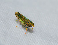Mosaic leafhopper on cloth - front, Heesch, Netherlands Introduced. One of the cool things of participating in moth week is that I discover all kinds of by-catch, other insects I didn't know to live in my garden. Such as this gorgeous Mosaic leafhopper. It is tiny, a mere 6mm in size. It is sitting on the white blanket I put up and lit up to attract moths. <br />
<br />
https://www.jungledragon.com/image/63403/mosaic_leafhopper_on_cloth_-_side_heesch_netherlands.html<br />
https://www.jungledragon.com/image/63402/mosaic_leafhopper_on_cloth_-_side_ii_heesch_netherlands.html<br />
https://www.jungledragon.com/image/63401/mosaic_leafhopper_on_cloth_-_left_heesch_netherlands.html<br />
<br />
Different individual found on garden chair:<br />
<br />
https://www.jungledragon.com/image/63400/mosaic_leafhopper_heesch_netherlands.html Europe,Heesch,Mosaic leafhopper,Netherlands,Orientus ishidae,World