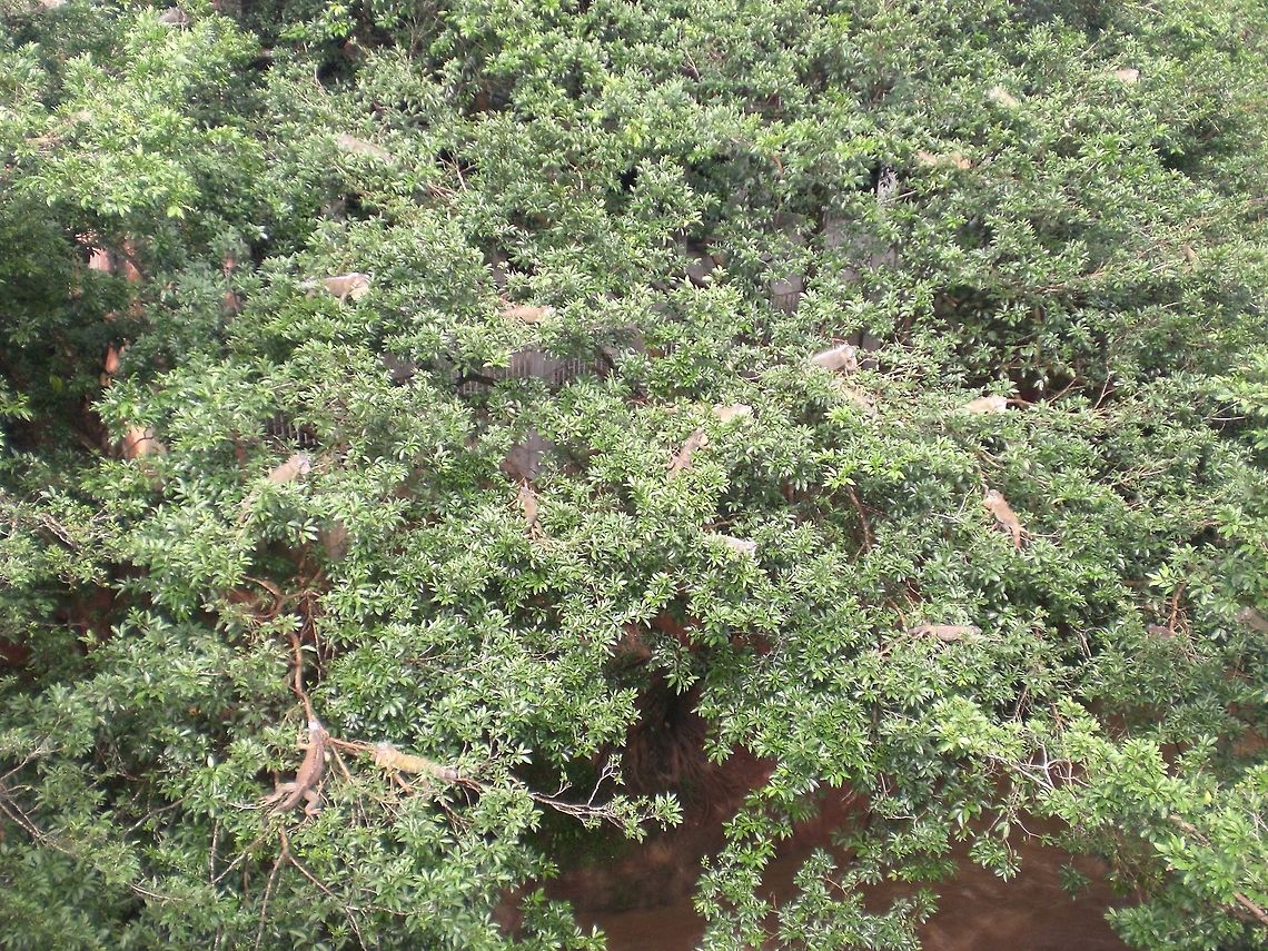 Iguana troop The photo is very poor, but I don&#039;t have a better one of this scene. This concerns a tree top in Costa Rica filled with dozens of Iguanas. Costa Rica,Iguana,Reptiles
