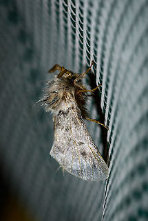 Oak Processionary on chair, Heesch, Netherlands One of 3 individuals found last Friday night in my light trap, this one is on the garden chair.  Europe,Heesch,Moth Week 2018,Moths,Netherlands,Oak Processionary,Thaumetopoea processionea,World