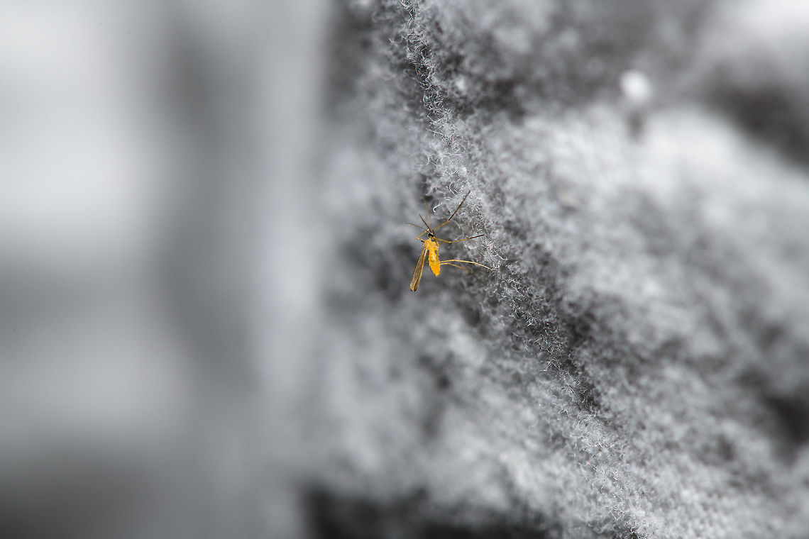 Tiny yellow insect, Heesch, Netherlands This has to be one of the smallest insects I've ever photographed. Inspecting the white sheet of my moth light trap, I noticed a little orange speckle. I figured to try and capture it, which was very hard. I focused at the closest focusing distance my macro lens allows, which makes this a 1:1 magnification. <br />
<br />
With the subject still this tiny in the scene at maximum magnification, we can do the math to determine its size. From head to abdomen, is 456 pixels of height. Out of the 5504 of pixels of height of the full scene. Knowing the fragment it takes up in height, we can apply that to the sensor height, which is 23.9mm. That makes this insects body 1.98mm in size. <br />
<br />
And here's the deep crop:<br />
<figure class="photo"><a href="https://www.jungledragon.com/image/63504/tiny_yellow_insect_-_crop_heesch_netherlands.html" title="Tiny yellow insect - crop, Heesch, Netherlands"><img src="https://s3.amazonaws.com/media.jungledragon.com/images/2/63504_thumb.jpg?AWSAccessKeyId=05GMT0V3GWVNE7GGM1R2&Expires=1765411210&Signature=1zNyXuTrSJDYcSGjeIZEBiBdqvg%3D" width="102" height="152" alt="Tiny yellow insect - crop, Heesch, Netherlands https://www.jungledragon.com/image/63502/tiny_yellow_insect_heesch_netherlands.html<br />
This has to be one of the smallest insects I've ever photographed. Inspecting the white sheet of my moth light trap, I noticed a little orange speckle. I figured to try and capture it, which was very hard. I focused at the closest focusing distance my macro lens allows, which makes this a 1:1 magnification. <br />
<br />
With the subject still this tiny in the scene at maximum magnification, we can do the math to determine its size. From head to abdomen, is 456 pixels of height. Out of the 5504 of pixels of height of the full scene. Knowing the fragment it takes up in height, we can apply that to the sensor height, which is 23.9mm. That makes this insects body 1.98mm in size.  Europe,Heesch,Netherlands,World" /></a></figure><br />
Note how at this magnification, that silky white blanket isn't that white at all.  Europe,Heesch,Netherlands,World