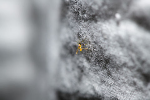 Tiny yellow insect, Heesch, Netherlands This has to be one of the smallest insects I've ever photographed. Inspecting the white sheet of my moth light trap, I noticed a little orange speckle. I figured to try and capture it, which was very hard. I focused at the closest focusing distance my macro lens allows, which makes this a 1:1 magnification. 

With the subject still this tiny in the scene at maximum magnification, we can do the math to determine its size. From head to abdomen, is 456 pixels of height. Out of the 5504 of pixels of height of the full scene. Knowing the fragment it takes up in height, we can apply that to the sensor height, which is 23.9mm. That makes this insects body 1.98mm in size. 

And here's the deep crop:
https://www.jungledragon.com/image/63504/tiny_yellow_insect_-_crop_heesch_netherlands.html
Note how at this magnification, that silky white blanket isn't that white at all.  Europe,Heesch,Netherlands,World