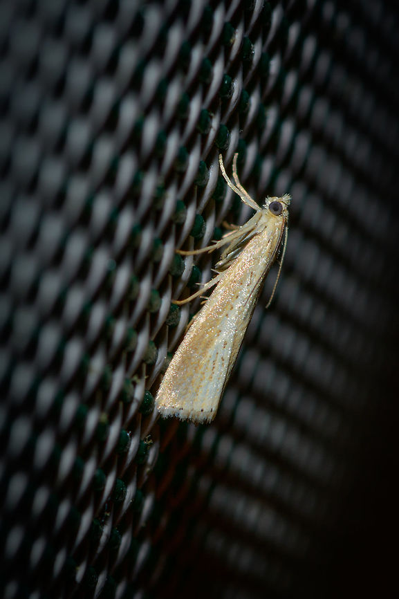 Agriphila straminella?, Heesch, Netherlands I have several shots and angles on this one, which I intend to share later as I first like to discuss an issue I have regarding identification. I've paged through pretty much all grass moths and similar small moths known to occur in the Netherlands and came across Agriphila straminella, which was also suggested as main candidate in a FB group.<br />
<br />
The part I don't understand is the short "snout", or lack of a snout, compared to pretty much all reference photos I'm finding online. Everything else about it matches. I wonder if that means I'm wrong. Could it be sex-related? Life stage related? The pattern match on the wings is so strong and explicit, that I'm trying to answer that last question.<br />
<br />
Any takers? Agriphila straminella,Europe,Heesch,Moth Week 2018,Moths,Netherlands,World