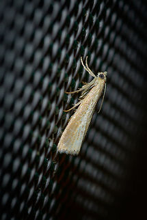 Agriphila straminella?, Heesch, Netherlands I have several shots and angles on this one, which I intend to share later as I first like to discuss an issue I have regarding identification. I've paged through pretty much all grass moths and similar small moths known to occur in the Netherlands and came across Agriphila straminella, which was also suggested as main candidate in a FB group.

The part I don't understand is the short "snout", or lack of a snout, compared to pretty much all reference photos I'm finding online. Everything else about it matches. I wonder if that means I'm wrong. Could it be sex-related? Life stage related? The pattern match on the wings is so strong and explicit, that I'm trying to answer that last question.

Any takers? Agriphila straminella,Europe,Heesch,Moth Week 2018,Moths,Netherlands,World
