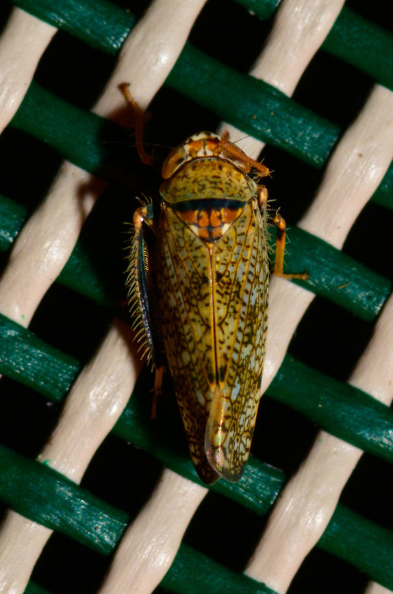 Mosaic leafhopper on chair - top view, Heesch, Netherlands Not a great shot but I figured its perhaps useful to also have a top angle on this insect. I found a few individuals two nights in a row, so apparently pretty common in our garden. Europe,Heesch,Mosaic leafhopper,Netherlands,Orientus ishidae,World