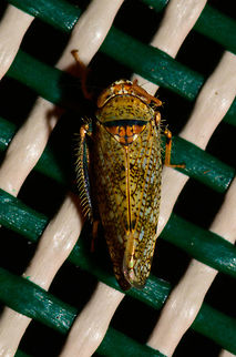 Mosaic leafhopper on chair - top view, Heesch, Netherlands Not a great shot but I figured its perhaps useful to also have a top angle on this insect. I found a few individuals two nights in a row, so apparently pretty common in our garden. Europe,Heesch,Mosaic leafhopper,Netherlands,Orientus ishidae,World