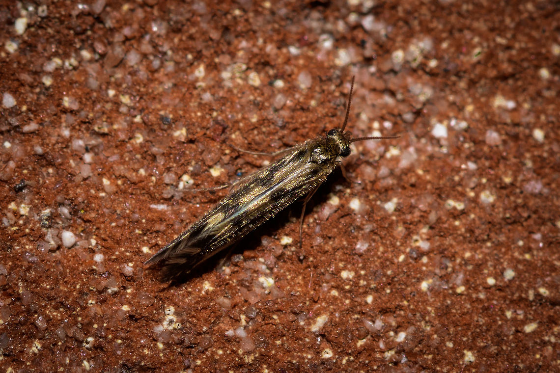 Golden Caddisfly, Heesch, Netherlands Found on a brick wall last Friday night. Based on its hairy wings and roof-like folded wings, this is likely a caddisfly, not a moth. About 5mm in length, relatively short antennae, wings golden with a black pattern. <br />
<br />
Things are not looking good to get this identified. This entire order of insects is pretty obscure and I'm not finding quality resources. This may explain why we only have a single caddisfly identified on the platform.<br />
<br />
Confusingly in dutch we call this group "shoot moths", whilst they are not related to moths. It is assumed they shared a common ancestor with butterflies, not moths. Europe,Heesch,Netherlands,World