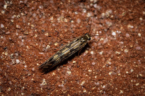 Golden Caddisfly, Heesch, Netherlands Found on a brick wall last Friday night. Based on its hairy wings and roof-like folded wings, this is likely a caddisfly, not a moth. About 5mm in length, relatively short antennae, wings golden with a black pattern. 

Things are not looking good to get this identified. This entire order of insects is pretty obscure and I'm not finding quality resources. This may explain why we only have a single caddisfly identified on the platform.

Confusingly in dutch we call this group "shoot moths", whilst they are not related to moths. It is assumed they shared a common ancestor with butterflies, not moths. Europe,Heesch,Netherlands,World