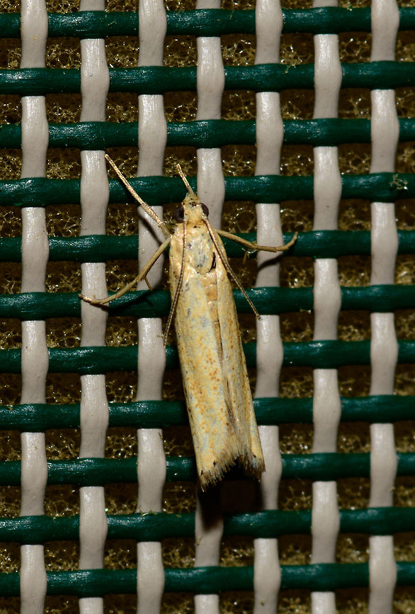 Straw Grass-veneer - top view, Heesch, Netherlands Surely not the most spectacular moth, yet adding a few angles that may help in the future.<br />
<figure class="photo"><a href="https://www.jungledragon.com/image/63563/straw_grass-veneer_-_side_view_heesch_netherlands.html" title="Straw Grass-veneer - side view, Heesch, Netherlands"><img src="https://s3.amazonaws.com/media.jungledragon.com/images/2/63563_thumb.jpg?AWSAccessKeyId=05GMT0V3GWVNE7GGM1R2&Expires=1769040010&Signature=OW5SnLFXZ6YeI3EtwU8jiDbFdKQ%3D" width="200" height="152" alt="Straw Grass-veneer - side view, Heesch, Netherlands Surely not the most spectacular moth, yet adding a few angles that may help in the future. <br />
https://www.jungledragon.com/image/63562/straw_grass-veneer_-_top_view_heesch_netherlands.html<br />
https://www.jungledragon.com/image/63505/agriphila_straminella_heesch_netherlands.html Agriphila straminella,Europe,Heesch,Moth Week 2018,Moths,Netherlands,Straw Grass-veneer,World" /></a></figure><br />
<figure class="photo"><a href="https://www.jungledragon.com/image/63505/agriphila_straminella_heesch_netherlands.html" title="Agriphila straminella?, Heesch, Netherlands"><img src="https://s3.amazonaws.com/media.jungledragon.com/images/2/63505_thumb.jpg?AWSAccessKeyId=05GMT0V3GWVNE7GGM1R2&Expires=1769040010&Signature=t11nIf6ns0RQpdzmO0QDBLRvQ80%3D" width="102" height="152" alt="Agriphila straminella?, Heesch, Netherlands I have several shots and angles on this one, which I intend to share later as I first like to discuss an issue I have regarding identification. I've paged through pretty much all grass moths and similar small moths known to occur in the Netherlands and came across Agriphila straminella, which was also suggested as main candidate in a FB group.<br />
<br />
The part I don't understand is the short "snout", or lack of a snout, compared to pretty much all reference photos I'm finding online. Everything else about it matches. I wonder if that means I'm wrong. Could it be sex-related? Life stage related? The pattern match on the wings is so strong and explicit, that I'm trying to answer that last question.<br />
<br />
Any takers? Agriphila straminella,Europe,Heesch,Moth Week 2018,Moths,Netherlands,World" /></a></figure> Agriphila straminella,Europe,Heesch,Moth Week 2018,Moths,Netherlands,Straw Grass-veneer,World