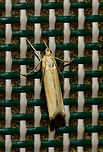 Straw Grass-veneer - top view, Heesch, Netherlands Surely not the most spectacular moth, yet adding a few angles that may help in the future.<br />
https://www.jungledragon.com/image/63563/straw_grass-veneer_-_side_view_heesch_netherlands.html<br />
https://www.jungledragon.com/image/63505/agriphila_straminella_heesch_netherlands.html Agriphila straminella,Europe,Heesch,Moth Week 2018,Moths,Netherlands,Straw Grass-veneer,World
