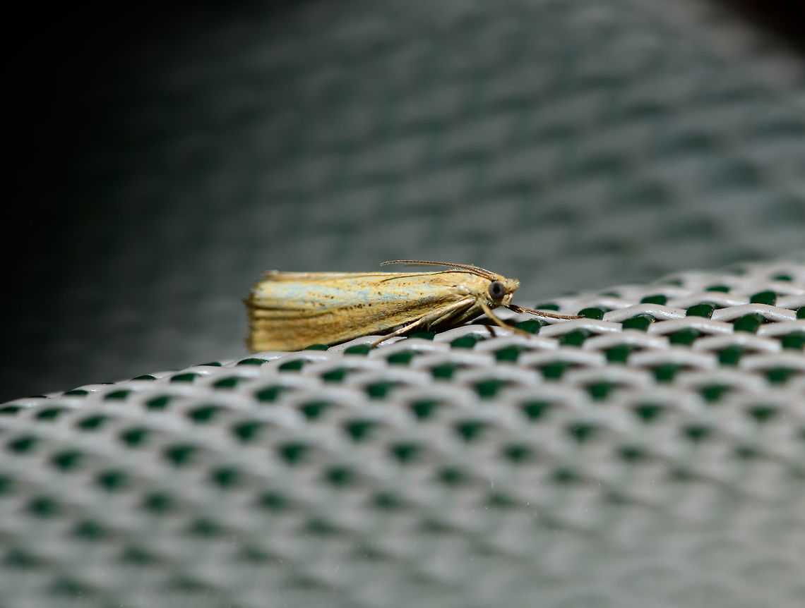 Straw Grass-veneer - side view, Heesch, Netherlands Surely not the most spectacular moth, yet adding a few angles that may help in the future. <br />
<figure class="photo"><a href="https://www.jungledragon.com/image/63562/straw_grass-veneer_-_top_view_heesch_netherlands.html" title="Straw Grass-veneer - top view, Heesch, Netherlands"><img src="https://s3.amazonaws.com/media.jungledragon.com/images/2/63562_thumb.jpg?AWSAccessKeyId=05GMT0V3GWVNE7GGM1R2&Expires=1759968010&Signature=wiB94UMXuQ2d4yAgvZujUVBJEIg%3D" width="104" height="152" alt="Straw Grass-veneer - top view, Heesch, Netherlands Surely not the most spectacular moth, yet adding a few angles that may help in the future.<br />
https://www.jungledragon.com/image/63563/straw_grass-veneer_-_side_view_heesch_netherlands.html<br />
https://www.jungledragon.com/image/63505/agriphila_straminella_heesch_netherlands.html Agriphila straminella,Europe,Heesch,Moth Week 2018,Moths,Netherlands,Straw Grass-veneer,World" /></a></figure><br />
<figure class="photo"><a href="https://www.jungledragon.com/image/63505/agriphila_straminella_heesch_netherlands.html" title="Agriphila straminella?, Heesch, Netherlands"><img src="https://s3.amazonaws.com/media.jungledragon.com/images/2/63505_thumb.jpg?AWSAccessKeyId=05GMT0V3GWVNE7GGM1R2&Expires=1759968010&Signature=e2ATWmMcJ7gd2LZ6XgYstw1bxQM%3D" width="102" height="152" alt="Agriphila straminella?, Heesch, Netherlands I have several shots and angles on this one, which I intend to share later as I first like to discuss an issue I have regarding identification. I&#039;ve paged through pretty much all grass moths and similar small moths known to occur in the Netherlands and came across Agriphila straminella, which was also suggested as main candidate in a FB group.<br />
<br />
The part I don&#039;t understand is the short &quot;snout&quot;, or lack of a snout, compared to pretty much all reference photos I&#039;m finding online. Everything else about it matches. I wonder if that means I&#039;m wrong. Could it be sex-related? Life stage related? The pattern match on the wings is so strong and explicit, that I&#039;m trying to answer that last question.<br />
<br />
Any takers? Agriphila straminella,Europe,Heesch,Moth Week 2018,Moths,Netherlands,World" /></a></figure> Agriphila straminella,Europe,Heesch,Moth Week 2018,Moths,Netherlands,Straw Grass-veneer,World