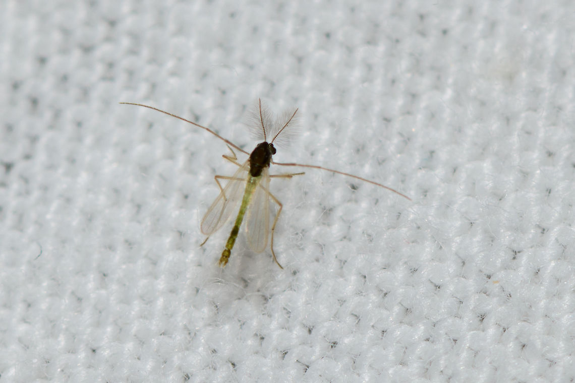 Male midge, Heesch, Netherlands Found last Friday night on the moth light trap. My theory is that its a male mosquito, based on the brushed antennae. Not sure though as I did find a male mosquito that is much larger. This one I'd guess at about 3-5mm only. Europe,Heesch,Netherlands,World