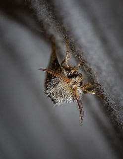 Oak Processionary imago - front view II, Heesch, Netherlands Another front view of the imago (adult) of the infamous Oak Processionary  moth. I found 3 individuals near the moth light trap. Europe,Heesch,Moth Week 2018,Moths,Netherlands,Oak Processionary,Thaumetopoea processionea,World
