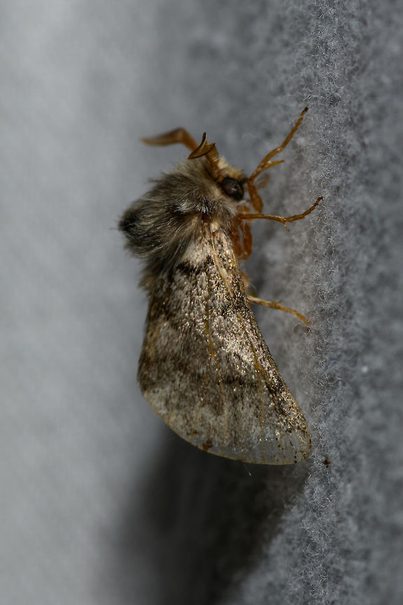 Oak Processionary imago - side view, Heesch, Netherlands Side view of one of 3 individuals found in my light trap last Friday night. Hairy as this moth is, this one shows the eye a bit more exposed. Some might even call it less obfuscated. Europe,Heesch,Moth Week 2018,Moths,Netherlands,Oak Processionary,Thaumetopoea processionea,World