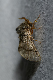 Oak Processionary imago - side view, Heesch, Netherlands Side view of one of 3 individuals found in my light trap last Friday night. Hairy as this moth is, this one shows the eye a bit more exposed. Some might even call it less obfuscated. Europe,Heesch,Moth Week 2018,Moths,Netherlands,Oak Processionary,Thaumetopoea processionea,World