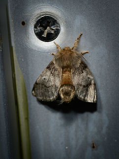 Oak Processionary imago - abdomen, Heesch, Netherlands Don't mind the hideous background, sharing this shot to show it with wings slightly open, exposing the abdomen. One of 3 individuals found last Friday night in a light trap. Europe,Heesch,Moth Week 2018,Moths,Netherlands,Oak Processionary,Thaumetopoea processionea,World