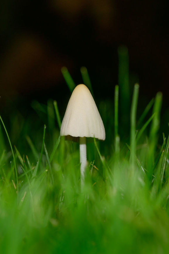White pop-up fungus, Heesch, Netherlands I found a single one in the morning, when I checked again at night when working on the moths in my light trap, I noticed a whole cluster of them had popped up. They're growing on the lawn in our back yard, about 3-5cm in height. Sorry, I did not make other shots that may help in identification, was kind of preoccupied. Europe,Heesch,Netherlands,World