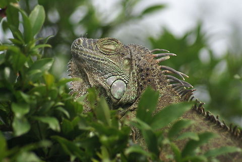 Iguana closeup Iguanas are also called "tree chicken" because of their tasty, chicken-like meat. I prefer to just watch them though, they are ideal photo subjects. Closeup,Costa Rica,Green iguana,Iguana,Iguana iguana,Reptiles
