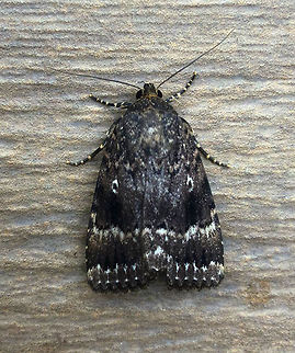 Copper underwing, Heesch, Netherlands Henriette took this photo today in our garden with her iPhone whilst I was at work, so this is her contribution to Moth Week 2018 :)

In dutch named the "pyramid butterfly". Interestingly it shares a lot of characteristics with a species named the "fake (or mimic) pyramid butterfly" - Amphipyra berbera (Drab Copper Underwing). Enough similarities for somebody to write a detailed article to keep them apart (in dutch)

https://assets.vlinderstichting.nl/docs/548c2775-4f8d-490f-912f-327d52176611.pdf

I based identification on key 3: the equal distance between horizontal lines, which is more diverging in the other candidate species. Furthermore, an expert confirmed it. Amphipyra pyramidea,Copper underwing,Moth Week 2018