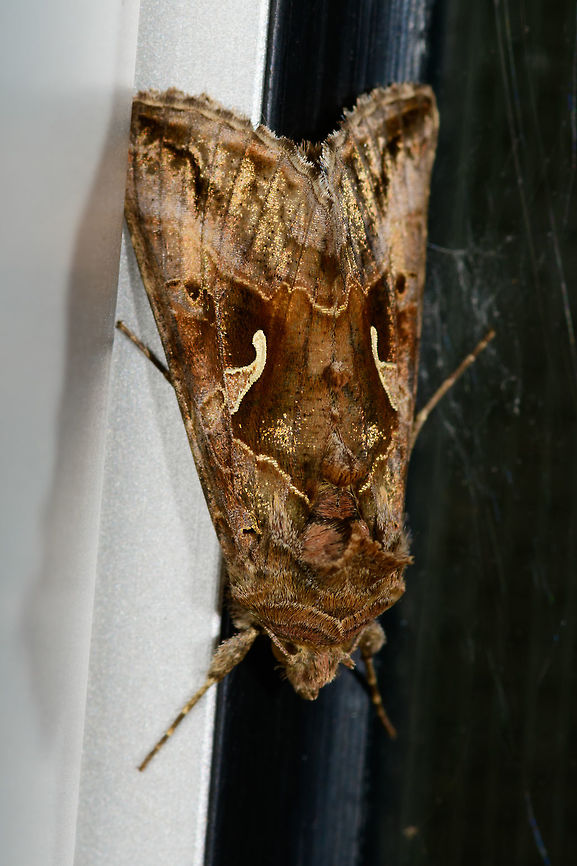 Silver Y, Heesch, Netherlands Found during the day on the far end of our sliding glass door that is an entry to the backyard. A moth classic that is abundant during the summer where it migrates from the south. It is known to be attracted to high nectar flowers of which lavender is one of the favorites, we happen to have lots of in the garden.<br />
<br />
It is well known for its easy to recognize symbol on the wings. Named &quot;Y&quot; in english. In dutch we call it the &quot;Gamma owl&quot; as a reference to that latin character. An older dutch name is to simply call it &quot;the pistol&quot;.<br />
<br />
Macro of the head:<br />
<figure class="photo"><a href="https://www.jungledragon.com/image/63631/silver_y_heesch_-_head_netherlands.html" title="Silver Y, Heesch - head, Netherlands"><img src="https://s3.amazonaws.com/media.jungledragon.com/images/2/63631_thumb.jpg?AWSAccessKeyId=05GMT0V3GWVNE7GGM1R2&Expires=1767225610&Signature=ODCO%2FIY1bqKeqrySVwZqxrfwBTk%3D" width="200" height="176" alt="Silver Y, Heesch - head, Netherlands Found during the day on the far end of our sliding glass door that is an entry to the backyard. A moth classic that is abundant during the summer where it migrates from the south. It is known to be attracted to high nectar flowers of which lavender is one of the favorites, we happen to have lots of in the garden.<br />
<br />
It is well known for its easy to recognize symbol on the wings. Named &quot;Y&quot; in english. In dutch we call it the &quot;Gamma owl&quot; as a reference to that latin character. An older dutch name is to simply call it &quot;the pistol&quot;.<br />
<br />
Full body:<br />
https://www.jungledragon.com/image/63629/silver_y_heesch_netherlands.html<br />
Closeup of the &quot;Y&quot;, &quot;Gamma&quot;, or &quot;Pistol&quot; whichever you see in it:<br />
<br />
https://www.jungledragon.com/image/63632/silver_y_heesch_-_wing_netherlands.html Autographa gamma,Europe,Heesch,Moth Week 2018,Moths,Netherlands,Silver Y,World" /></a></figure><br />
Closeup of the &quot;Y&quot;, &quot;Gamma&quot;, or &quot;Pistol&quot; whichever you see in it:<br />
<br />
<figure class="photo"><a href="https://www.jungledragon.com/image/63632/silver_y_heesch_-_wing_netherlands.html" title="Silver Y, Heesch - wing, Netherlands"><img src="https://s3.amazonaws.com/media.jungledragon.com/images/2/63632_thumb.jpg?AWSAccessKeyId=05GMT0V3GWVNE7GGM1R2&Expires=1767225610&Signature=9aVxZhg2CjN1xVGmOuVG4oW2CYQ%3D" width="104" height="152" alt="Silver Y, Heesch - wing, Netherlands Found during the day on the far end of our sliding glass door that is an entry to the backyard. A moth classic that is abundant during the summer where it migrates from the south. It is known to be attracted to high nectar flowers of which lavender is one of the favorites, we happen to have lots of in the garden.<br />
<br />
It is well known for its easy to recognize symbol on the wings. Named &quot;Y&quot; in english. In dutch we call it the &quot;Gamma owl&quot; as a reference to that latin character. An older dutch name is to simply call it &quot;the pistol&quot;.<br />
<br />
Macro of the head:<br />
https://www.jungledragon.com/image/63631/silver_y_heesch_-_head_netherlands.html<br />
Full body:<br />
<br />
https://www.jungledragon.com/image/63629/silver_y_heesch_netherlands.html Autographa gamma,Europe,Heesch,Moth Week 2018,Moths,Netherlands,Silver Y,World" /></a></figure> Autographa gamma,Europe,Heesch,Moth Week 2018,Moths,Netherlands,Silver Y,World