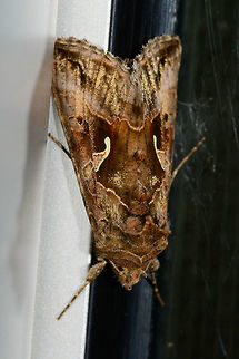 Silver Y, Heesch, Netherlands Found during the day on the far end of our sliding glass door that is an entry to the backyard. A moth classic that is abundant during the summer where it migrates from the south. It is known to be attracted to high nectar flowers of which lavender is one of the favorites, we happen to have lots of in the garden.

It is well known for its easy to recognize symbol on the wings. Named "Y" in english. In dutch we call it the "Gamma owl" as a reference to that latin character. An older dutch name is to simply call it "the pistol".

Macro of the head:
https://www.jungledragon.com/image/63631/silver_y_heesch_-_head_netherlands.html
Closeup of the "Y", "Gamma", or "Pistol" whichever you see in it:

https://www.jungledragon.com/image/63632/silver_y_heesch_-_wing_netherlands.html Autographa gamma,Europe,Heesch,Moth Week 2018,Moths,Netherlands,Silver Y,World