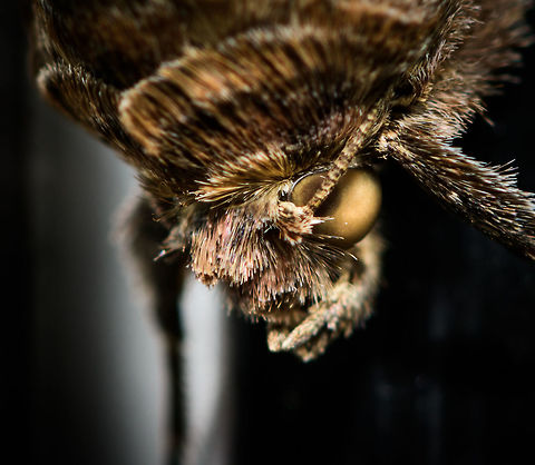 Silver Y, Heesch - head, Netherlands Found during the day on the far end of our sliding glass door that is an entry to the backyard. A moth classic that is abundant during the summer where it migrates from the south. It is known to be attracted to high nectar flowers of which lavender is one of the favorites, we happen to have lots of in the garden.

It is well known for its easy to recognize symbol on the wings. Named "Y" in english. In dutch we call it the "Gamma owl" as a reference to that latin character. An older dutch name is to simply call it "the pistol".

Full body:
https://www.jungledragon.com/image/63629/silver_y_heesch_netherlands.html
Closeup of the "Y", "Gamma", or "Pistol" whichever you see in it:

https://www.jungledragon.com/image/63632/silver_y_heesch_-_wing_netherlands.html Autographa gamma,Europe,Heesch,Moth Week 2018,Moths,Netherlands,Silver Y,World