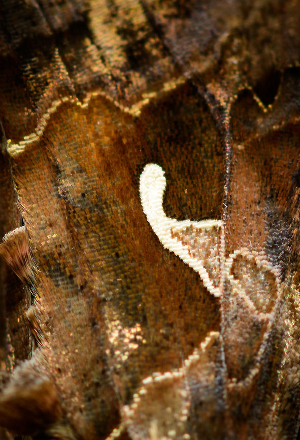 Silver Y, Heesch - wing, Netherlands Found during the day on the far end of our sliding glass door that is an entry to the backyard. A moth classic that is abundant during the summer where it migrates from the south. It is known to be attracted to high nectar flowers of which lavender is one of the favorites, we happen to have lots of in the garden.<br />
<br />
It is well known for its easy to recognize symbol on the wings. Named &quot;Y&quot; in english. In dutch we call it the &quot;Gamma owl&quot; as a reference to that latin character. An older dutch name is to simply call it &quot;the pistol&quot;.<br />
<br />
Macro of the head:<br />
<figure class="photo"><a href="https://www.jungledragon.com/image/63631/silver_y_heesch_-_head_netherlands.html" title="Silver Y, Heesch - head, Netherlands"><img src="https://s3.amazonaws.com/media.jungledragon.com/images/2/63631_thumb.jpg?AWSAccessKeyId=05GMT0V3GWVNE7GGM1R2&Expires=1767225610&Signature=ODCO%2FIY1bqKeqrySVwZqxrfwBTk%3D" width="200" height="176" alt="Silver Y, Heesch - head, Netherlands Found during the day on the far end of our sliding glass door that is an entry to the backyard. A moth classic that is abundant during the summer where it migrates from the south. It is known to be attracted to high nectar flowers of which lavender is one of the favorites, we happen to have lots of in the garden.<br />
<br />
It is well known for its easy to recognize symbol on the wings. Named &quot;Y&quot; in english. In dutch we call it the &quot;Gamma owl&quot; as a reference to that latin character. An older dutch name is to simply call it &quot;the pistol&quot;.<br />
<br />
Full body:<br />
https://www.jungledragon.com/image/63629/silver_y_heesch_netherlands.html<br />
Closeup of the &quot;Y&quot;, &quot;Gamma&quot;, or &quot;Pistol&quot; whichever you see in it:<br />
<br />
https://www.jungledragon.com/image/63632/silver_y_heesch_-_wing_netherlands.html Autographa gamma,Europe,Heesch,Moth Week 2018,Moths,Netherlands,Silver Y,World" /></a></figure><br />
Full body:<br />
<br />
<figure class="photo"><a href="https://www.jungledragon.com/image/63629/silver_y_heesch_netherlands.html" title="Silver Y, Heesch, Netherlands"><img src="https://s3.amazonaws.com/media.jungledragon.com/images/2/63629_thumb.jpg?AWSAccessKeyId=05GMT0V3GWVNE7GGM1R2&Expires=1767225610&Signature=pGpYlQsKGDrvuap3Qq4zAqA4j1c%3D" width="102" height="152" alt="Silver Y, Heesch, Netherlands Found during the day on the far end of our sliding glass door that is an entry to the backyard. A moth classic that is abundant during the summer where it migrates from the south. It is known to be attracted to high nectar flowers of which lavender is one of the favorites, we happen to have lots of in the garden.<br />
<br />
It is well known for its easy to recognize symbol on the wings. Named &quot;Y&quot; in english. In dutch we call it the &quot;Gamma owl&quot; as a reference to that latin character. An older dutch name is to simply call it &quot;the pistol&quot;.<br />
<br />
Macro of the head:<br />
https://www.jungledragon.com/image/63631/silver_y_heesch_-_head_netherlands.html<br />
Closeup of the &quot;Y&quot;, &quot;Gamma&quot;, or &quot;Pistol&quot; whichever you see in it:<br />
<br />
https://www.jungledragon.com/image/63632/silver_y_heesch_-_wing_netherlands.html Autographa gamma,Europe,Heesch,Moth Week 2018,Moths,Netherlands,Silver Y,World" /></a></figure> Autographa gamma,Europe,Heesch,Moth Week 2018,Moths,Netherlands,Silver Y,World