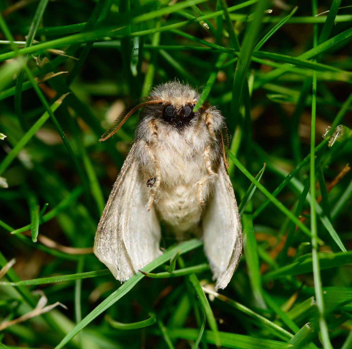 Oak Processionary, body front view, Netherlands The day after my first moth trap night in the garden, I found this Oak Processionary seemingly dead on the floor. And I found another species also seemingly dead right next to it. <br />
<br />
It immediately had me wondering if anything I did caused it. Was the light too hot? The shock of the hot light and turning it off too big? I don't have an answer to this.<br />
<br />
No matter the cause, I figured that if it's dead, it may as well be a subject of my first insect stack, as only recently I've started to experiment with focus stacking, yet I've never actively pursued finding dead insect or incapacitating them.<br />
<br />
Picking it up, I saw it was still alive, the legs twitching a bit. I put it in the grass to dry and give it a second chance. Somewhat later I moved it to a less hot place. It was still there without movement hours later, and fully gone the morning after. I assume it didn't make it. Europe,Heesch,Moth Week 2018,Moths,Netherlands,Oak Processionary,Thaumetopoea processionea,World
