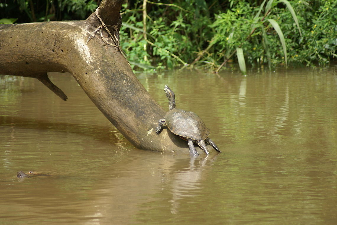 Turtle sunbathing A small turtle stretches its neck to heat up in the Costa Rican sun. Black river turtle,Costa Rica,Reptiles,Rhinoclemmys funerea,Turtle