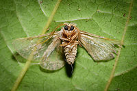 Unknown dead moth, Heesch, Netherlands The 2nd dead(ish) moth I found on the garden floor the day after my first moth light trap in the garden. I've consulted an expert group for identification, but no response so far.<br />
https://www.jungledragon.com/image/63704/unknown_dead_moth_-_front_view_heesch_netherlands.html<br />
https://www.jungledragon.com/image/63705/unknown_dead_moth_-_top_view_heesch_netherlands.html Europe,Heesch,Moth Week 2018,Moths,Netherlands,World