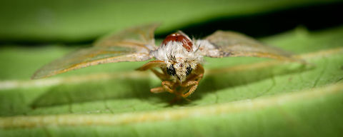 Unknown dead moth - front view, Heesch, Netherlands The 2nd dead(ish) moth I found on the garden floor the day after my first moth light trap in the garden. I've consulted an expert group for identification, but no response so far. 
https://www.jungledragon.com/image/63703/unknown_dead_moth_heesch_netherlands.html
https://www.jungledragon.com/image/63705/unknown_dead_moth_-_top_view_heesch_netherlands.html Europe,Heesch,Moth Week 2018,Moths,Netherlands,World