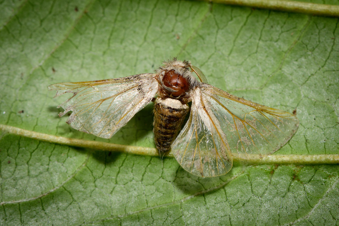 Unknown dead moth - top view, Heesch, Netherlands The 2nd dead(ish) moth I found on the garden floor the day after my first moth light trap in the garden. I've consulted an expert group for identification, but no response so far. <br />
<figure class="photo"><a href="https://www.jungledragon.com/image/63703/unknown_dead_moth_heesch_netherlands.html" title="Unknown dead moth, Heesch, Netherlands"><img src="https://s3.amazonaws.com/media.jungledragon.com/images/2/63703_thumb.jpg?AWSAccessKeyId=05GMT0V3GWVNE7GGM1R2&Expires=1770854410&Signature=70SuCOeFGBPbK0RfLdB6xjw4moo%3D" width="200" height="134" alt="Unknown dead moth, Heesch, Netherlands The 2nd dead(ish) moth I found on the garden floor the day after my first moth light trap in the garden. I've consulted an expert group for identification, but no response so far.<br />
https://www.jungledragon.com/image/63704/unknown_dead_moth_-_front_view_heesch_netherlands.html<br />
https://www.jungledragon.com/image/63705/unknown_dead_moth_-_top_view_heesch_netherlands.html Europe,Heesch,Moth Week 2018,Moths,Netherlands,World" /></a></figure><br />
<figure class="photo"><a href="https://www.jungledragon.com/image/63704/unknown_dead_moth_-_front_view_heesch_netherlands.html" title="Unknown dead moth - front view, Heesch, Netherlands"><img src="https://s3.amazonaws.com/media.jungledragon.com/images/2/63704_thumb.jpg?AWSAccessKeyId=05GMT0V3GWVNE7GGM1R2&Expires=1770854410&Signature=MjL3tU8LsR4ob%2FfNoQ18hMnVJo0%3D" width="200" height="82" alt="Unknown dead moth - front view, Heesch, Netherlands The 2nd dead(ish) moth I found on the garden floor the day after my first moth light trap in the garden. I've consulted an expert group for identification, but no response so far. <br />
https://www.jungledragon.com/image/63703/unknown_dead_moth_heesch_netherlands.html<br />
https://www.jungledragon.com/image/63705/unknown_dead_moth_-_top_view_heesch_netherlands.html Europe,Heesch,Moth Week 2018,Moths,Netherlands,World" /></a></figure> Europe,Heesch,Moth Week 2018,Moths,Netherlands,World