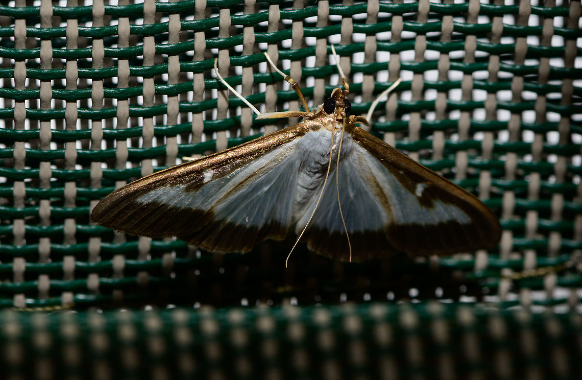 Box tree moth adult, Heesch, Netherlands Well well well. The two most prominent moths I found during my moth light trap last weekend also happen to be the two main pests. First, there's this:<br />
<figure class="photo"><a href="https://www.jungledragon.com/image/63356/oak_processionary_imago_heesch_netherlands.html" title="Oak Processionary imago, Heesch, Netherlands"><img src="https://s3.amazonaws.com/media.jungledragon.com/images/2/63356_thumb.jpg?AWSAccessKeyId=05GMT0V3GWVNE7GGM1R2&Expires=1769040010&Signature=NPuKsTl%2FXEZyRPgSHXnP%2B6u2t28%3D" width="136" height="152" alt="Oak Processionary imago, Heesch, Netherlands This photo is the result of Lisa and Christine putting in motion Moth Week. For the first time, it made me try out a little moth trapping exercise in the garden. An extremely simple setup: white blanket sheet on the wall, illuminated with a strong light. <br />
<br />
My expectations were low. Because the area we live in has many light sources, our garden being small and fully renewed this spring, and very likely I'm using the wrong light (I've read success rate dramatically increases with light of a specific wavelength that more closely resembles that of the sun). <br />
<br />
I had a spectacular start. First, I duck-taped the sheet to the wall, but it kept collapsing. Then I used screws to hold it in place. When trying to hang the light on one of the screws, I dropped it, and I cut my thumb on the shatters. Replacing the light bulb after the bleeding, it started to rain. We've had a record breaking drought for 2 months, yet at this very moment it started raining, endangering this open electricity that includes a very hot lamp.<br />
<br />
Persisting some more, the rain was gone, and the second I turned on the light and turned of all other lights, immediately this one appears. The morning after, only now do I realize its the infamous Oak Processionary in its adult form. The caterpillar of this moth is considered a severe pest to people, and as soon as they are found, the tree is treated with a fluid poisonous only to this species. Furthermore, blue tit birds, which we have a lot of around the garden, deliver biological pest control.<br />
<br />
Somehow this individual survived all that and made it to adulthood. I respect that. On the light:<br />
https://www.jungledragon.com/image/63377/oak_processionary_imago_-_front_view_heesch_netherlands.html Europe,Heesch,Moth Week 2018,Moths,Netherlands,Oak Processionary,Thaumetopoea processionea" /></a></figure><br />
<br />
Infamous throughout the Netherlands. And this box tree moth is locally even more infamous. It is a fairly recently introduced Asian species that is spreading like wildfire as dutch people have exactly the plants they need in their gardens and the species has not yet encountered any serious natural enemies, although birds are adding the larvae to their diets. <br />
<br />
In the small town where I live, this species' impact is extremely visible. Pretty much any buxus plant (not sure if that translates to english) is reduced to shatters. <br />
<br />
And just like with the other find of the oak processionary, they are stunning creatures to see as adults.<br />
<br />
<figure class="photo"><a href="https://www.jungledragon.com/image/63709/box_tree_moth_adult_-_front_view_heesch_netherlands.html" title="Box tree moth adult - front view, Heesch, Netherlands"><img src="https://s3.amazonaws.com/media.jungledragon.com/images/2/63709_thumb.jpg?AWSAccessKeyId=05GMT0V3GWVNE7GGM1R2&Expires=1769040010&Signature=nygRRXjERGPe6HSzeM%2BAl8bGmAs%3D" width="200" height="130" alt="Box tree moth adult - front view, Heesch, Netherlands Well well well. The two most prominent moths I found during my moth light trap last weekend also happen to be the two main pests. First, there's this:<br />
https://www.jungledragon.com/image/63356/oak_processionary_imago_heesch_netherlands.html<br />
<br />
Infamous throughout the Netherlands. And this box tree moth is locally even more infamous. It is a fairly recently introduced Asian species that is spreading like wildfire as dutch people have exactly the plants they need in their gardens and the species has not yet encountered any serious natural enemies, although birds are adding the larvae to their diets. <br />
<br />
In the small town where I live, this species' impact is extremely visible. Pretty much any buxus plant (not sure if that translates to english) is reduced to shatters. <br />
<br />
And just like with the other find of the oak processionary, they are stunning creatures to see as adults.<br />
<br />
https://www.jungledragon.com/image/63707/box_tree_moth_adult_heesch_netherlands.html<br />
 Box tree moth,Cydalima perspectalis,Europe,Heesch,Moth Week 2018,Netherlands,World" /></a></figure><br />
 Box tree moth,Cydalima perspectalis,Europe,Heesch,Moth Week 2018,Netherlands,World