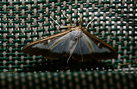 Box tree moth adult, Heesch, Netherlands Well well well. The two most prominent moths I found during my moth light trap last weekend also happen to be the two main pests. First, there's this:<br />
https://www.jungledragon.com/image/63356/oak_processionary_imago_heesch_netherlands.html<br />
<br />
Infamous throughout the Netherlands. And this box tree moth is locally even more infamous. It is a fairly recently introduced Asian species that is spreading like wildfire as dutch people have exactly the plants they need in their gardens and the species has not yet encountered any serious natural enemies, although birds are adding the larvae to their diets. <br />
<br />
In the small town where I live, this species' impact is extremely visible. Pretty much any buxus plant (not sure if that translates to english) is reduced to shatters. <br />
<br />
And just like with the other find of the oak processionary, they are stunning creatures to see as adults.<br />
<br />
https://www.jungledragon.com/image/63709/box_tree_moth_adult_-_front_view_heesch_netherlands.html<br />
 Box tree moth,Cydalima perspectalis,Europe,Heesch,Moth Week 2018,Netherlands,World