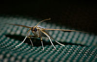 Box tree moth adult - front view, Heesch, Netherlands Well well well. The two most prominent moths I found during my moth light trap last weekend also happen to be the two main pests. First, there's this:<br />
https://www.jungledragon.com/image/63356/oak_processionary_imago_heesch_netherlands.html<br />
<br />
Infamous throughout the Netherlands. And this box tree moth is locally even more infamous. It is a fairly recently introduced Asian species that is spreading like wildfire as dutch people have exactly the plants they need in their gardens and the species has not yet encountered any serious natural enemies, although birds are adding the larvae to their diets. <br />
<br />
In the small town where I live, this species' impact is extremely visible. Pretty much any buxus plant (not sure if that translates to english) is reduced to shatters. <br />
<br />
And just like with the other find of the oak processionary, they are stunning creatures to see as adults.<br />
<br />
https://www.jungledragon.com/image/63707/box_tree_moth_adult_heesch_netherlands.html<br />
 Box tree moth,Cydalima perspectalis,Europe,Heesch,Moth Week 2018,Netherlands,World