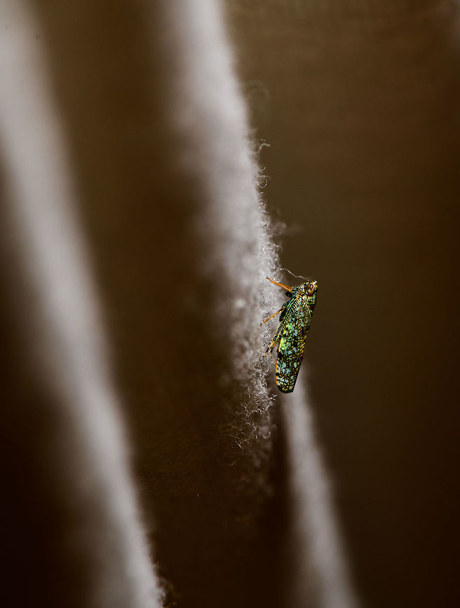 Mosaic leafhopper on cloth, Heesch, Netherlands Please deeply respect my photographic vision and compositing skills by which I translate a powerful message. Resilience. Persistence. Light in the dark. Small conquering the large. A message of hope. A new perspective to life.<br />
<br />
Alternatively, I was random firing in my underwear in the middle of the night and the light happened to bounce exactly on the tiny subject, and kept all other parts dark. Europe,Heesch,Mosaic leafhopper,Netherlands,Orientus ishidae,World
