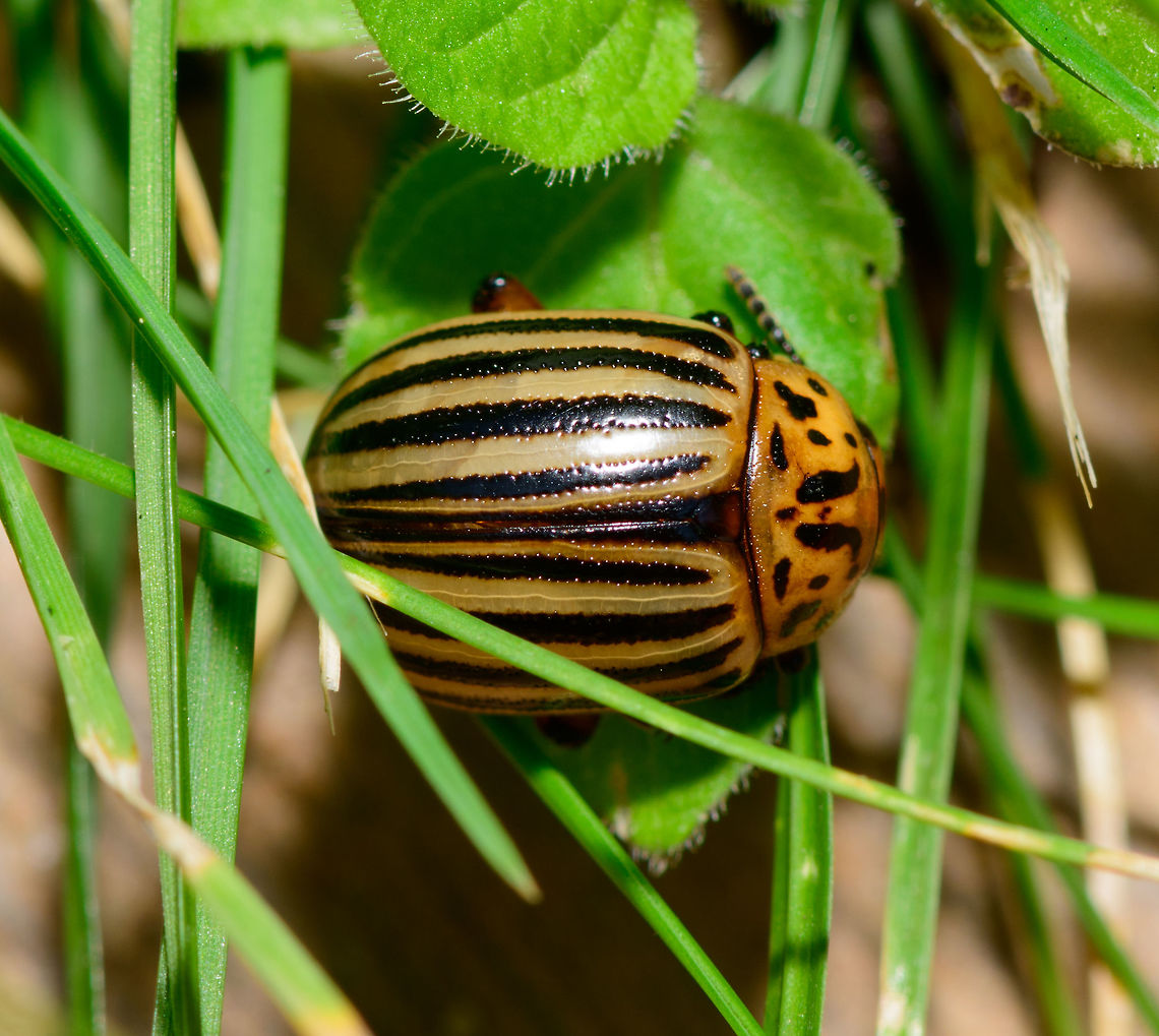 Colorado potato beetle - top view, Netherlands It seems our garden is quite the paradise for invasive species. After the oak processionary moth and box tree moth, here comes the next find. Found by Henriette during the day on the edge of our lawn in the backyard. <br />
<br />
I was initially looking for a ladybird species, but apparently this isn't one. It was introduced from the Americas into Europe as of WW1, and has rapidly grown its territory since. First time I've seen one though.<br />
<figure class="photo"><a href="https://www.jungledragon.com/image/63712/colorado_potato_beetle_-_front_view_netherlands.html" title="Colorado potato beetle - front view, Netherlands"><img src="https://s3.amazonaws.com/media.jungledragon.com/images/2/63712_thumb.jpg?AWSAccessKeyId=05GMT0V3GWVNE7GGM1R2&Expires=1759968010&Signature=7xxbEHy9oRomCQ4jeesC0kXwFk8%3D" width="200" height="134" alt="Colorado potato beetle - front view, Netherlands It seems our garden is quite the paradise for invasive species. After the oak processionary moth and box tree moth, here comes the next find. Found by Henriette during the day on the edge of our lawn in the backyard.<br />
<br />
I was initially looking for a ladybird species, but apparently this isn't one. It was introduced from the Americas into Europe as of WW1, and has rapidly grown its territory since. First time I've seen one though. <br />
https://www.jungledragon.com/image/63711/colorado_potato_beetle_-_top_view_netherlands.html<br />
https://www.jungledragon.com/image/63713/colorado_potato_beetle_-_front_view_ii_netherlands.html Colorado potato beetle,Europe,Heesch,Leptinotarsa decemlineata,Moths,Netherlands,World" /></a></figure><br />
<figure class="photo"><a href="https://www.jungledragon.com/image/63713/colorado_potato_beetle_-_front_view_ii_netherlands.html" title="Colorado potato beetle - front view II, Netherlands"><img src="https://s3.amazonaws.com/media.jungledragon.com/images/2/63713_thumb.jpg?AWSAccessKeyId=05GMT0V3GWVNE7GGM1R2&Expires=1759968010&Signature=3RJQjyMwp5LQwUXo1aPF2Ds%2BGq8%3D" width="200" height="154" alt="Colorado potato beetle - front view II, Netherlands It seems our garden is quite the paradise for invasive species. After the oak processionary moth and box tree moth, here comes the next find. Found by Henriette during the day on the edge of our lawn in the backyard.<br />
<br />
I was initially looking for a ladybird species, but apparently this isn't one. It was introduced from the Americas into Europe as of WW1, and has rapidly grown its territory since. First time I've seen one though. <br />
https://www.jungledragon.com/image/63711/colorado_potato_beetle_-_top_view_netherlands.html<br />
https://www.jungledragon.com/image/63712/colorado_potato_beetle_-_front_view_netherlands.html Colorado potato beetle,Europe,Heesch,Leptinotarsa decemlineata,Moths,Netherlands,World" /></a></figure> Colorado potato beetle,Europe,Heesch,Leptinotarsa decemlineata,Moths,Netherlands,World