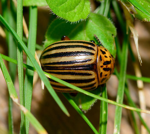 Colorado potato beetle - top view, Netherlands It seems our garden is quite the paradise for invasive species. After the oak processionary moth and box tree moth, here comes the next find. Found by Henriette during the day on the edge of our lawn in the backyard. 

I was initially looking for a ladybird species, but apparently this isn't one. It was introduced from the Americas into Europe as of WW1, and has rapidly grown its territory since. First time I've seen one though.
https://www.jungledragon.com/image/63712/colorado_potato_beetle_-_front_view_netherlands.html
https://www.jungledragon.com/image/63713/colorado_potato_beetle_-_front_view_ii_netherlands.html Colorado potato beetle,Europe,Heesch,Leptinotarsa decemlineata,Moths,Netherlands,World